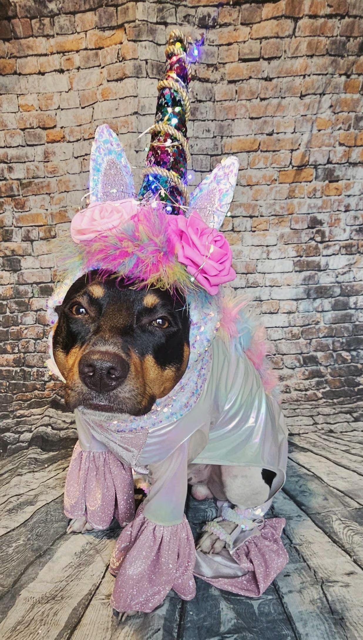 - Unicorn Pet Light Up Costume, Dog Unicorn Costume, Light up pet costume, Light up cat costume, Light up dog costume, Irradescent pet unicorn