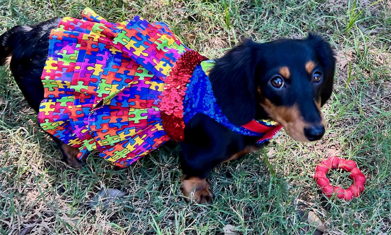 Pet Autism awareness pet dress, autism awareness dog dress, Embroidered pet dress, autism sequin pet dress, autism pet dress, autism dog dress