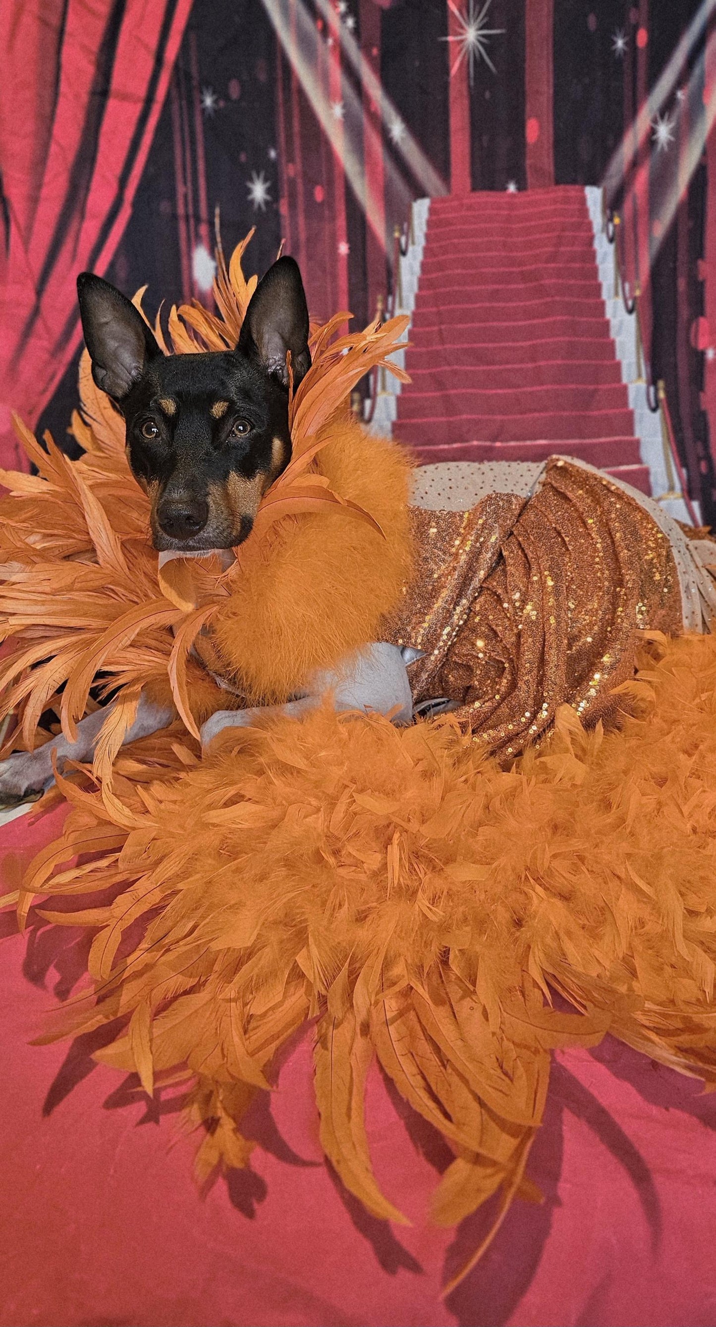 - Kendall Jenner Pet Costume, Mutt gala pet costume, orange feather pet dress, orange feather dog dress, mutt gala dog dress, red carpet pet
