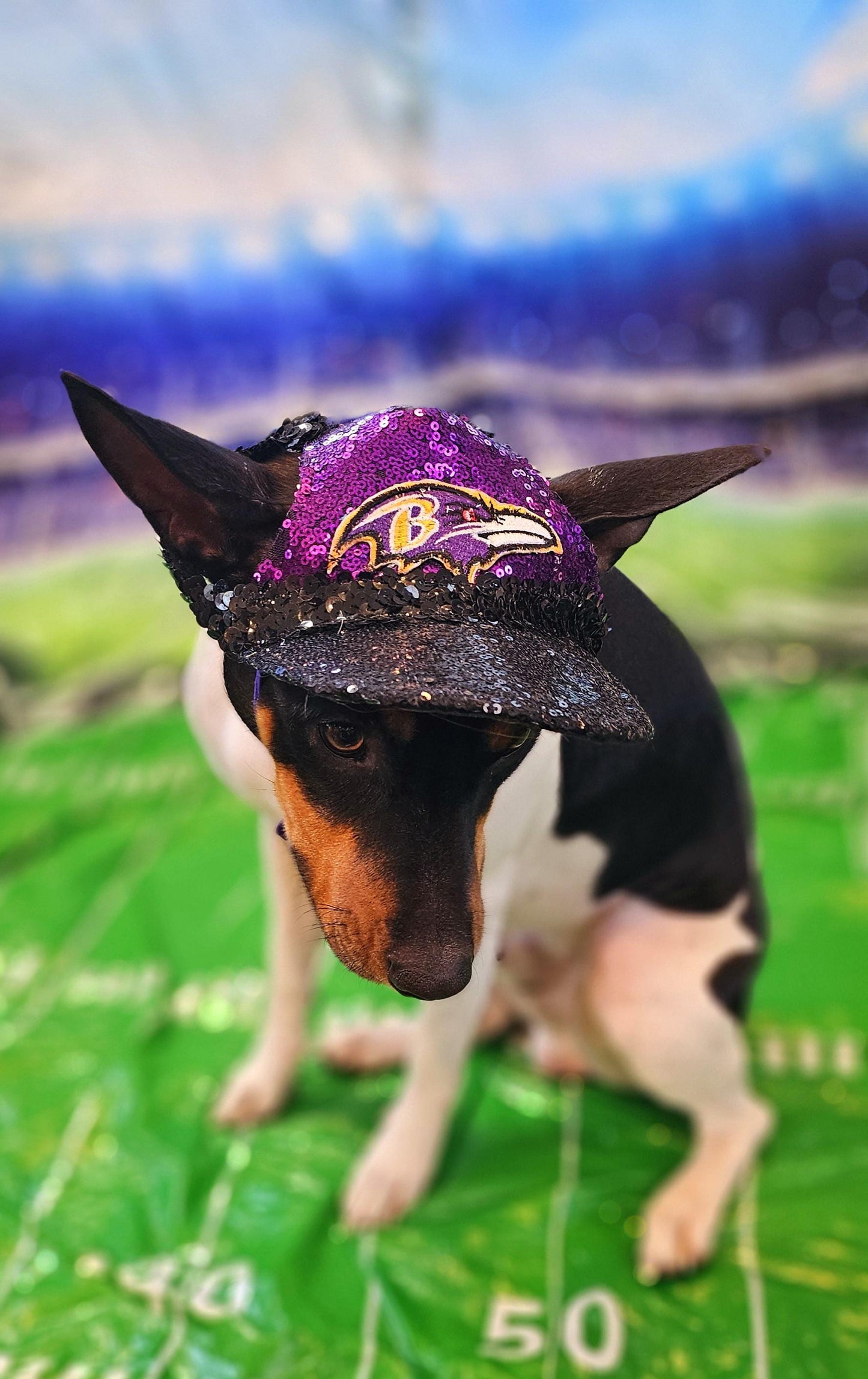 Pet sequin hat, pet nfl sequin hat, embroidered logo pet hat, dog nfl team hat, dog sequin hat, nfl team dog hat, nfl team cat hat, pet hats