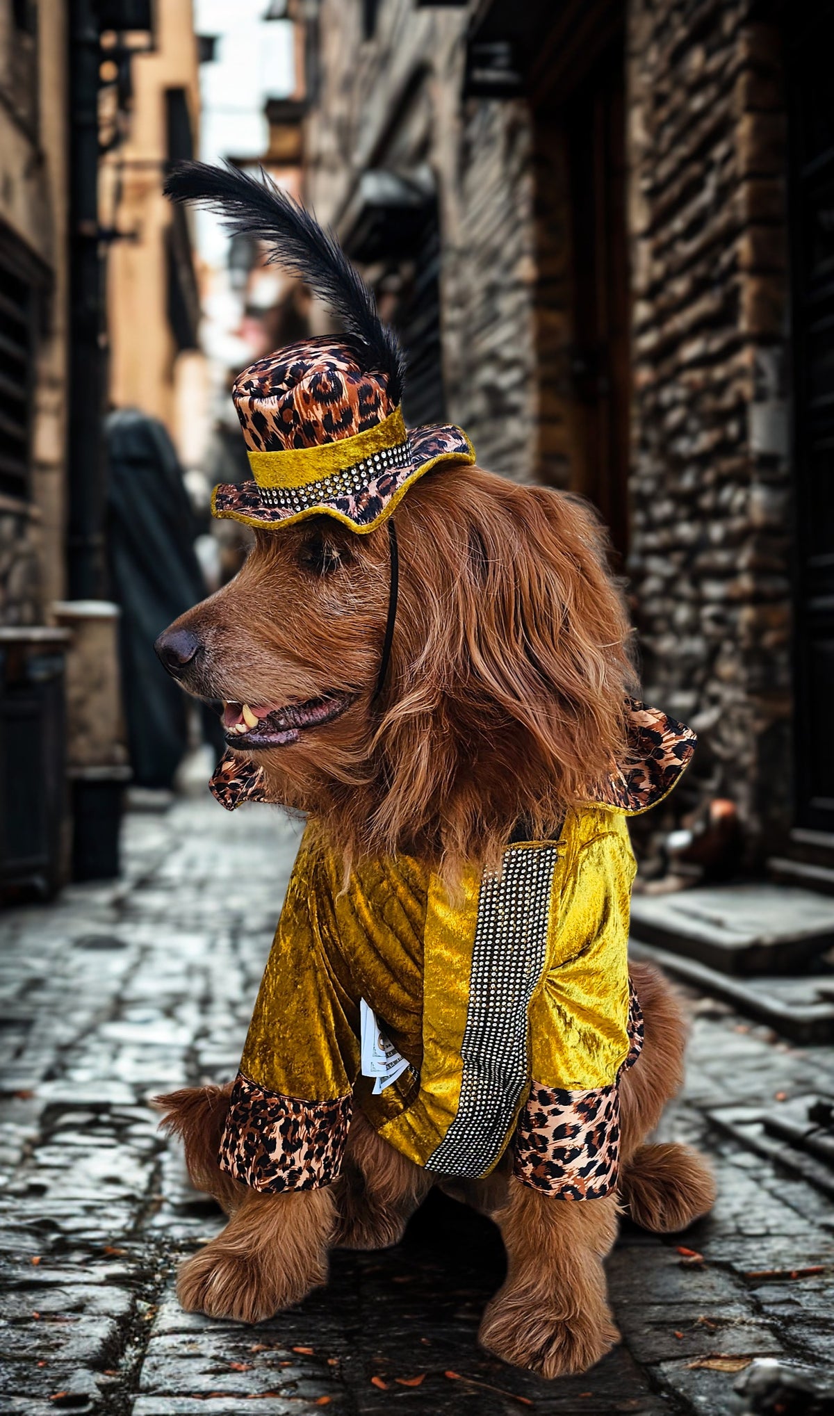 Pimp pet costume, pimp dog costume, gangster pet costume, gangster dog suit