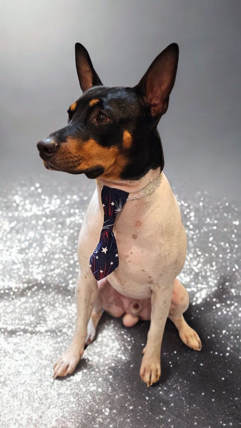 Patriotic Pet Tie and cuffs, Tie and cuffs for pets