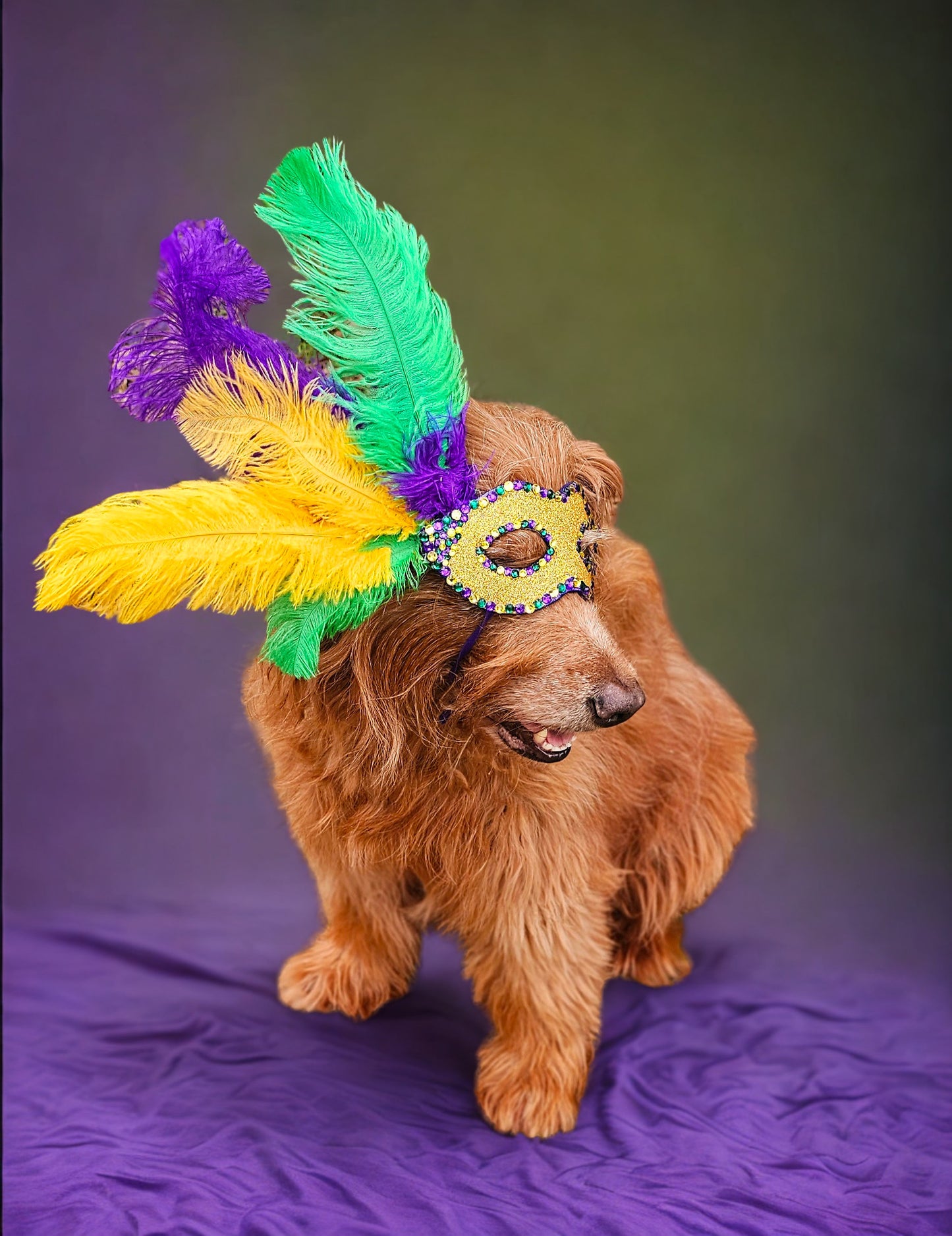 Mardi Gras Pet Masks, Mardi Gras Dog Mask, Fat Tuesday pet, feather pet mask