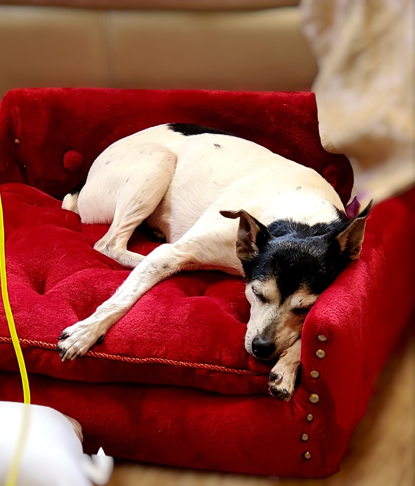 Luxury pet sofa, luxury dog couch, luxury pet furniture
