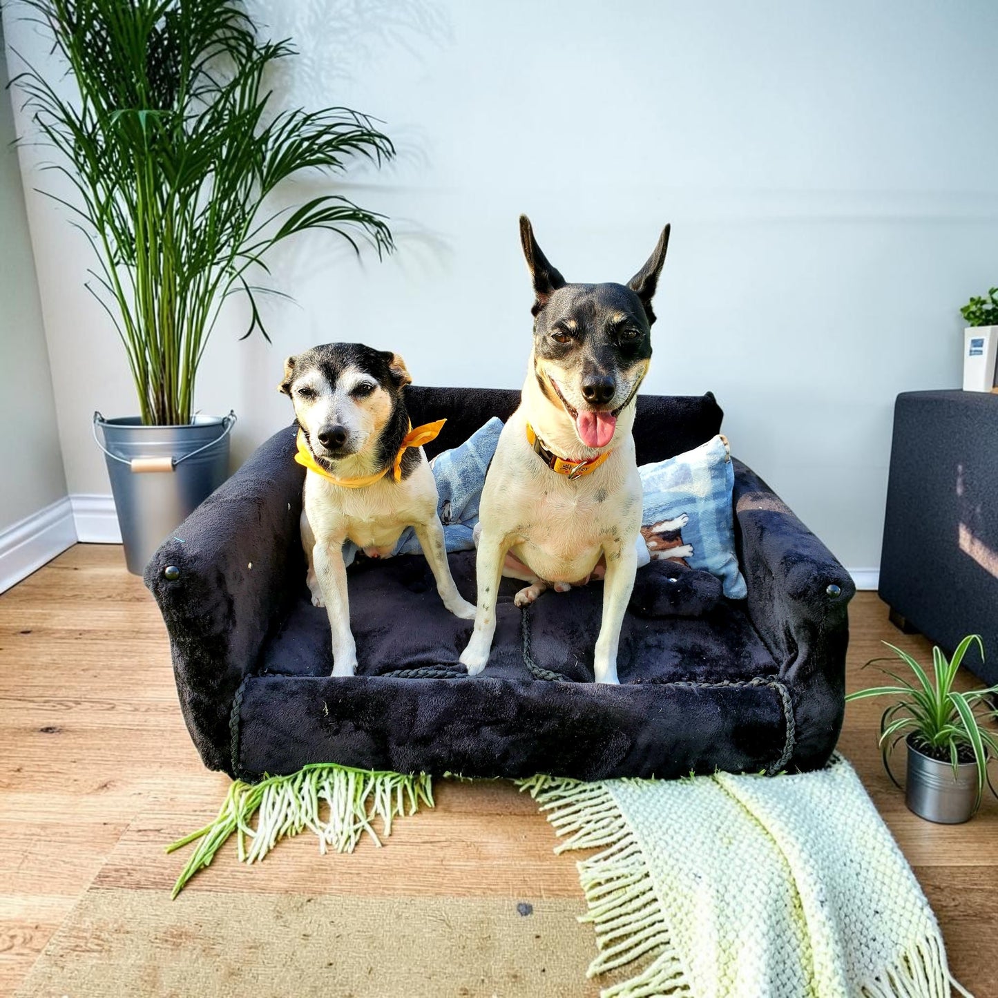 Luxury pet sofa, luxury dog couch, luxury pet furniture