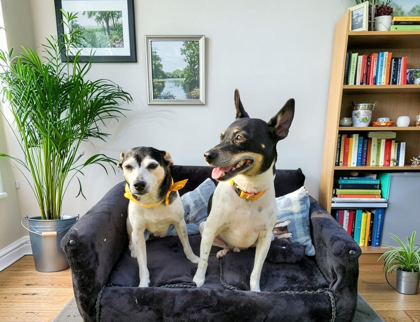 Luxury pet sofa, luxury dog couch, luxury pet furniture