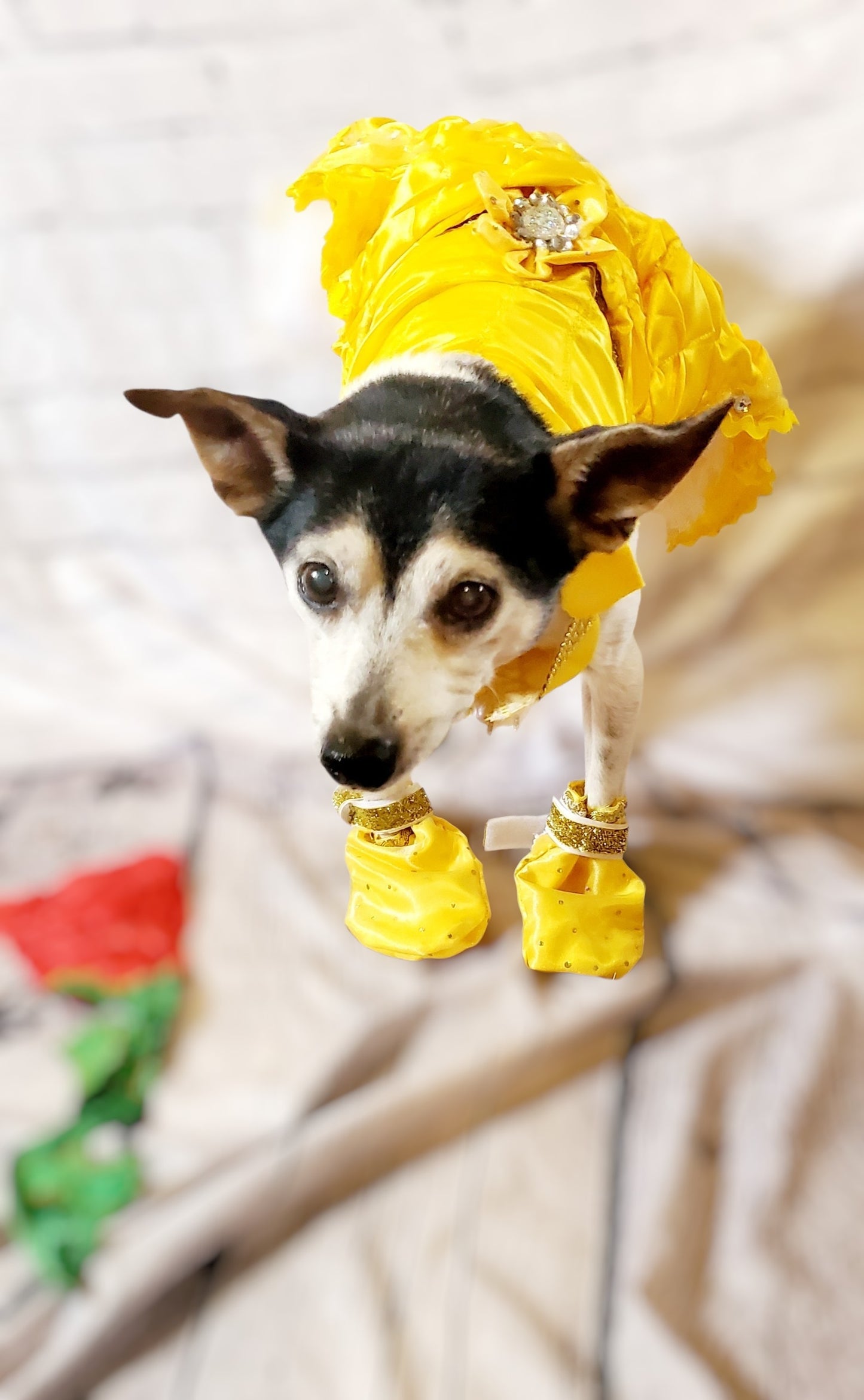 Pet Belle Costume, Beauty and the Beast Pet Costume, Belle dog costume, Belle cat costume, princess pet