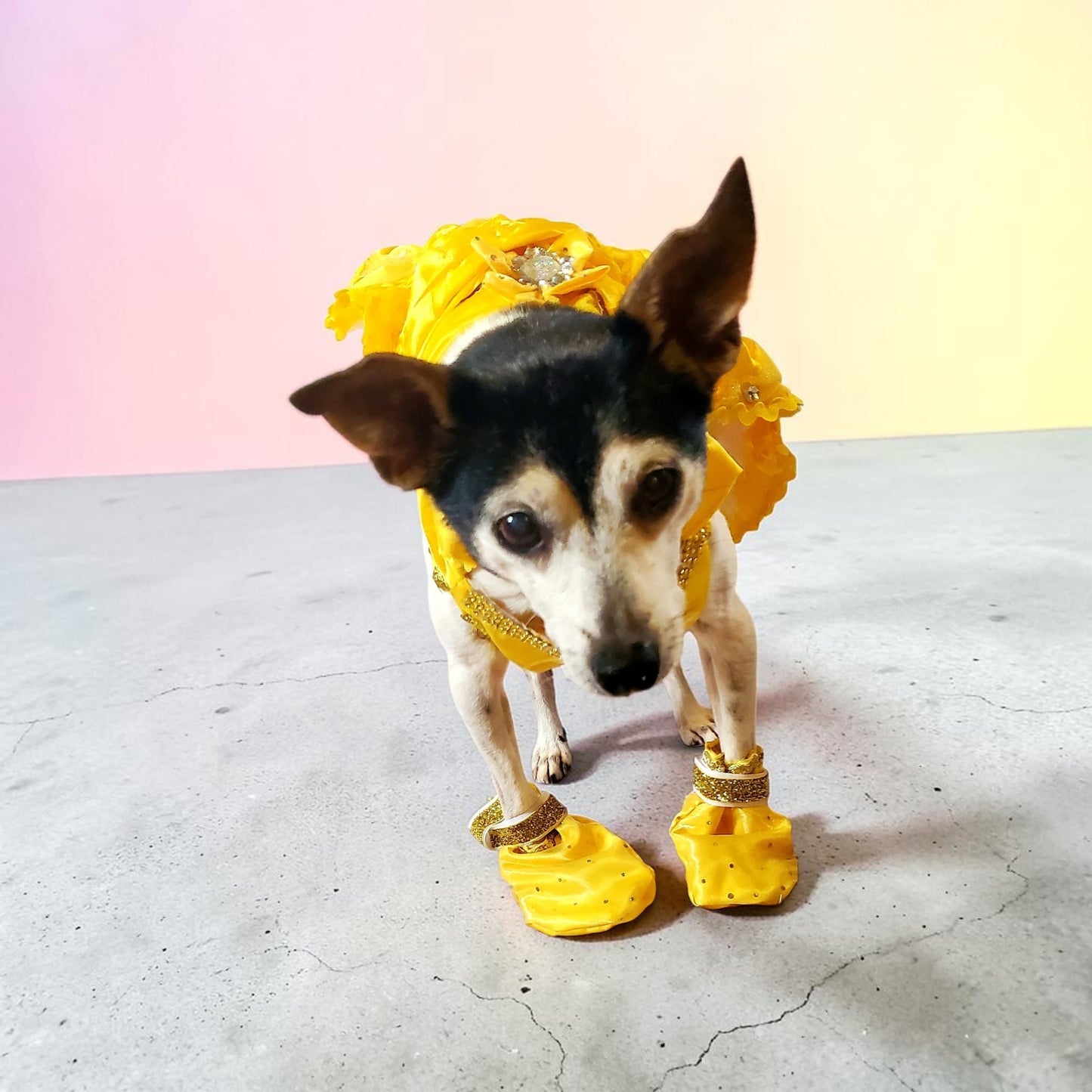 Pet Belle Costume, Beauty and the Beast Pet Costume, Belle dog costume, Belle cat costume, princess pet