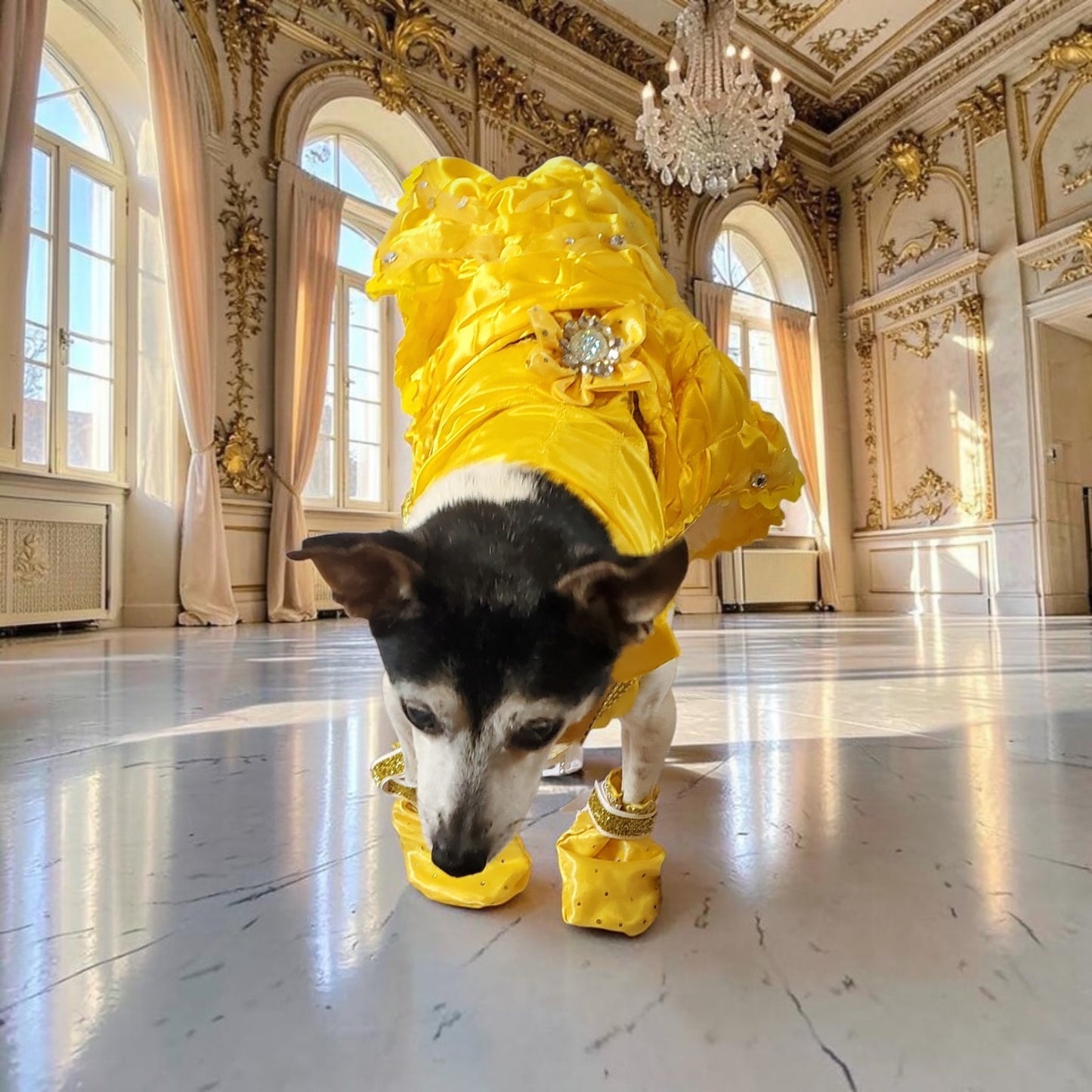 Pet Belle Costume, Beauty and the Beast Pet Costume, Belle dog costume, Belle cat costume, princess pet