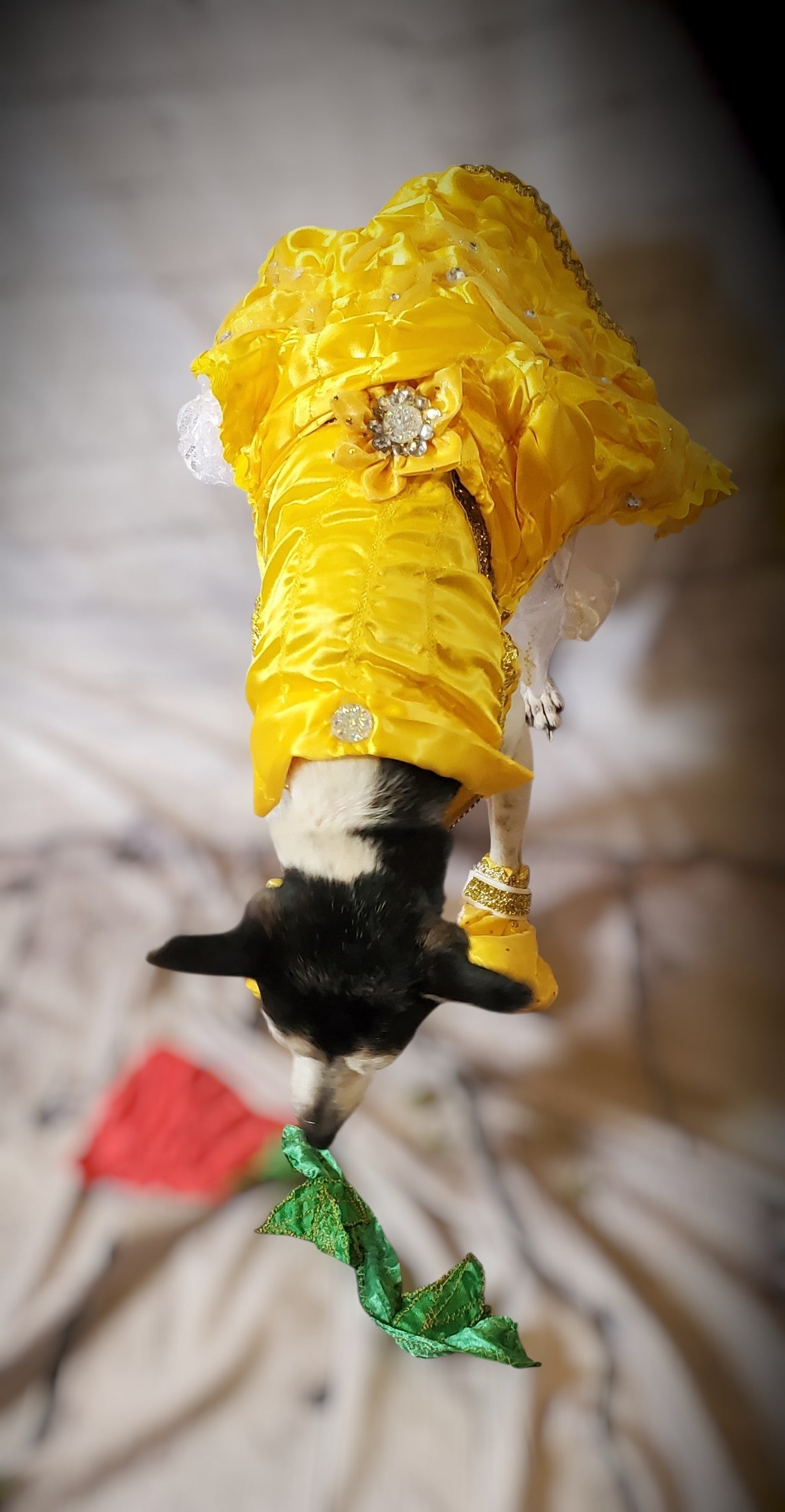 Pet Belle Costume, Beauty and the Beast Pet Costume, Belle dog costume, Belle cat costume, princess pet