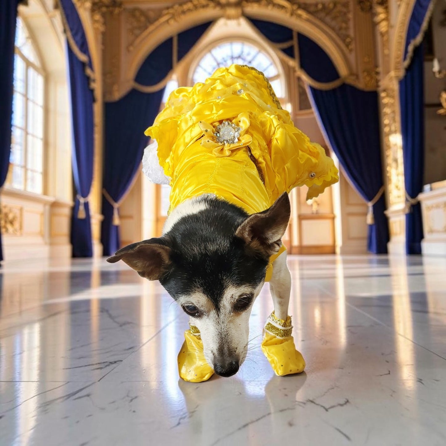 Pet Belle Costume, Beauty and the Beast Pet Costume, Belle dog costume, Belle cat costume, princess pet
