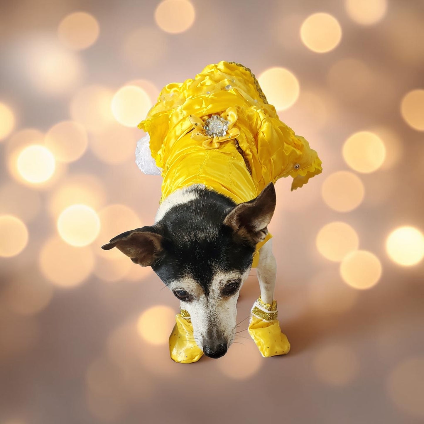Pet Belle Costume, Beauty and the Beast Pet Costume, Belle dog costume, Belle cat costume, princess pet