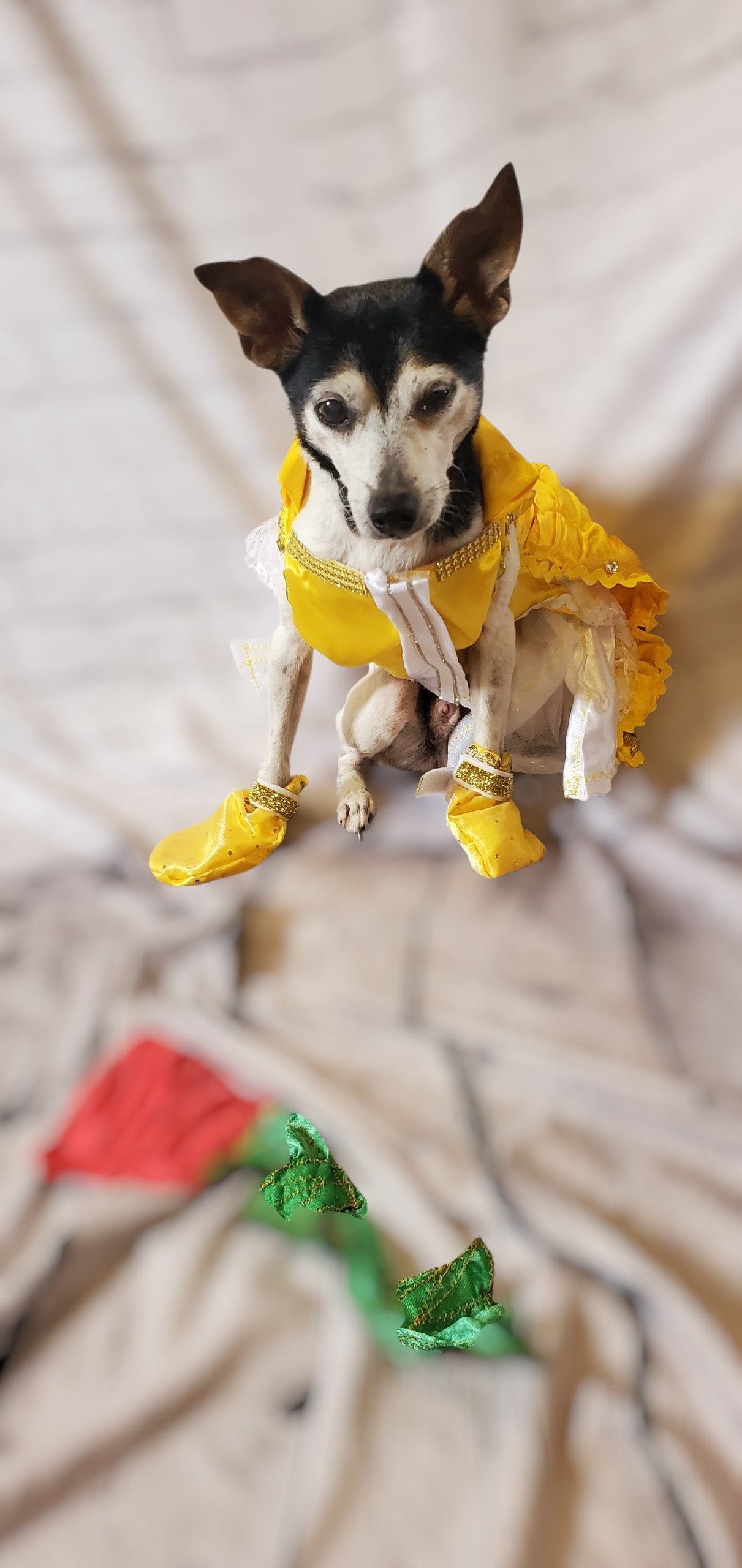 Pet Belle Costume, Beauty and the Beast Pet Costume, Belle dog costume, Belle cat costume, princess pet