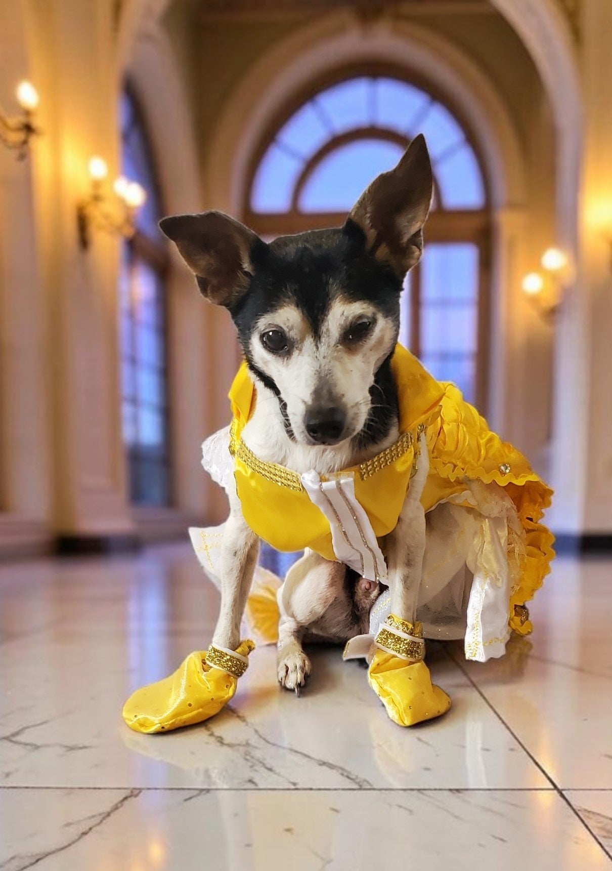 Pet Belle Costume, Beauty and the Beast Pet Costume, Belle dog costume, Belle cat costume, princess pet