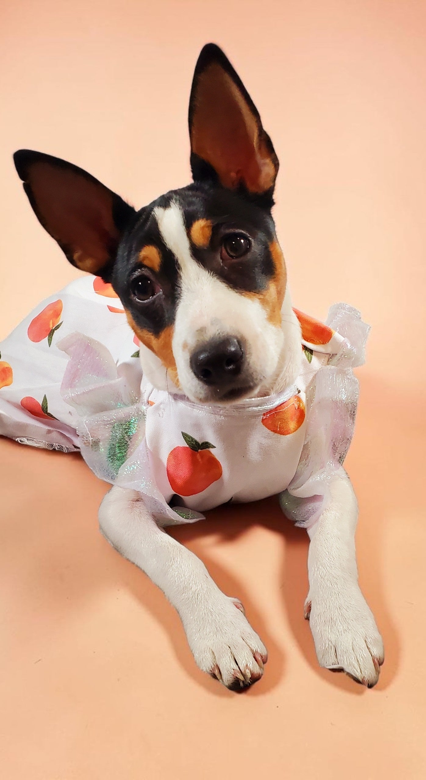 Peach gingham pet dress, peach gingham dog dress, gingham pet dress? Southern bell pet dress, southern bell dog dress, gingham cat dress
