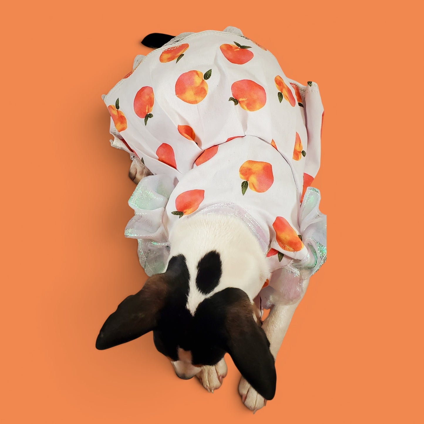 Peach gingham pet dress, peach gingham dog dress, gingham pet dress? Southern bell pet dress, southern bell dog dress, gingham cat dress