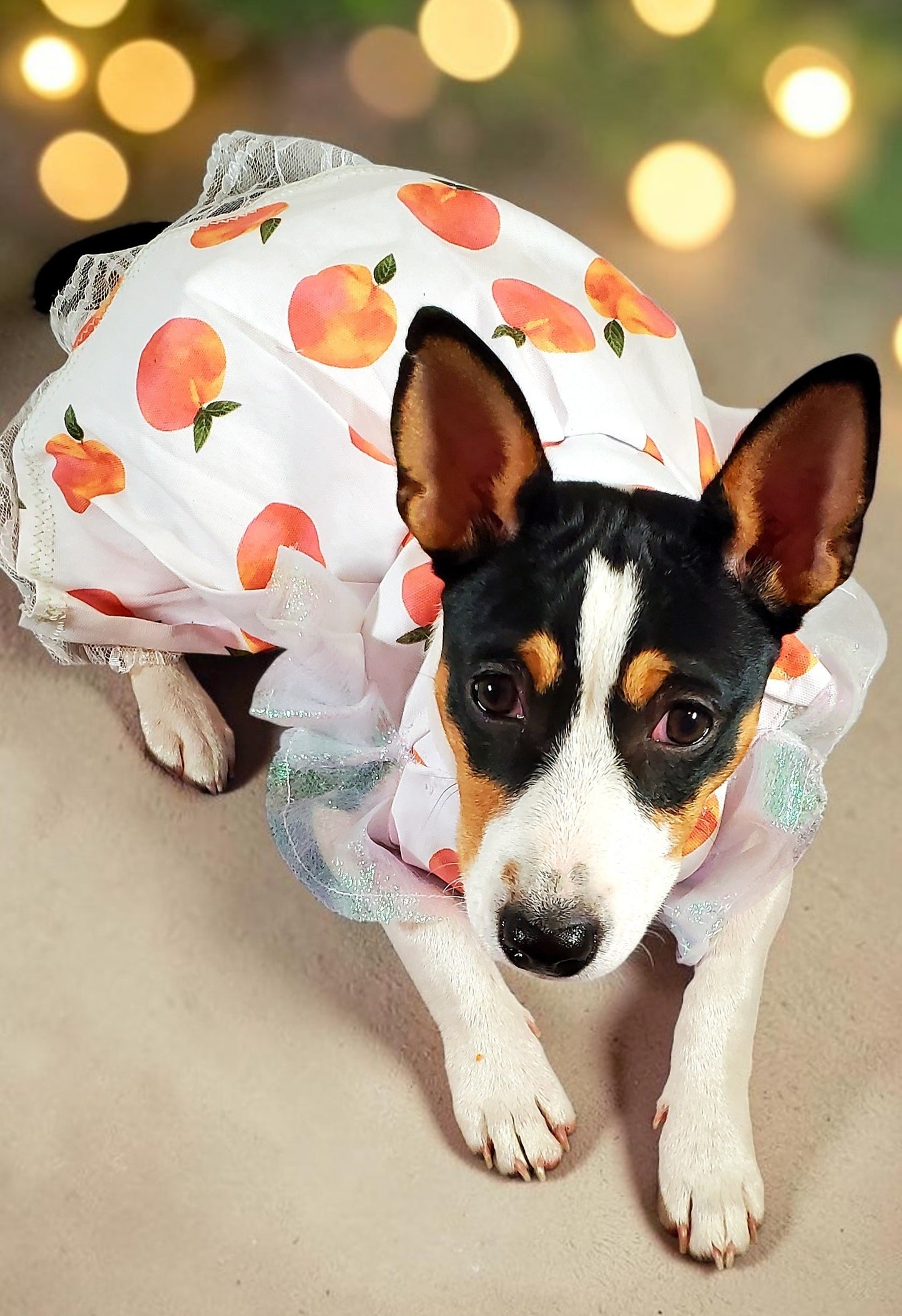 Peach gingham pet dress, peach gingham dog dress, gingham pet dress? Southern bell pet dress, southern bell dog dress, gingham cat dress