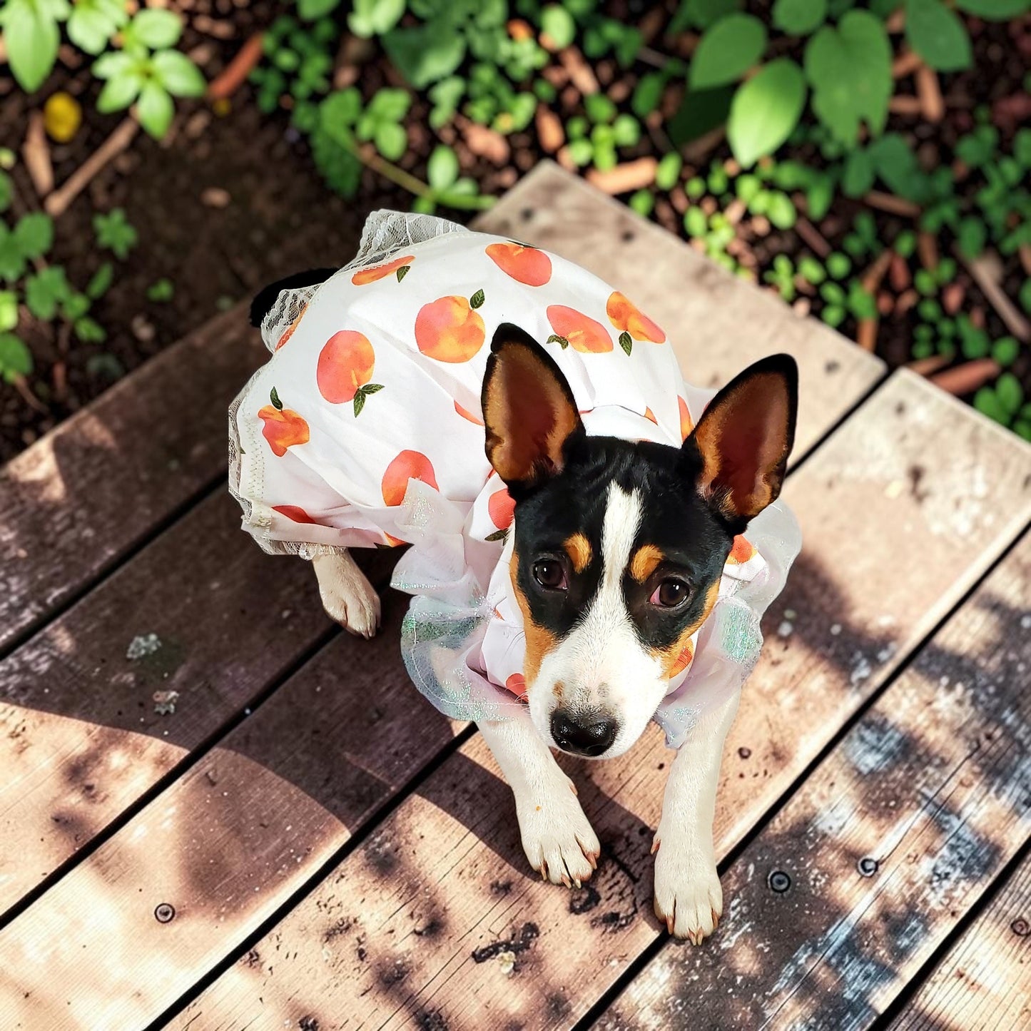 Peach gingham pet dress, peach gingham dog dress, gingham pet dress? Southern bell pet dress, southern bell dog dress, gingham cat dress