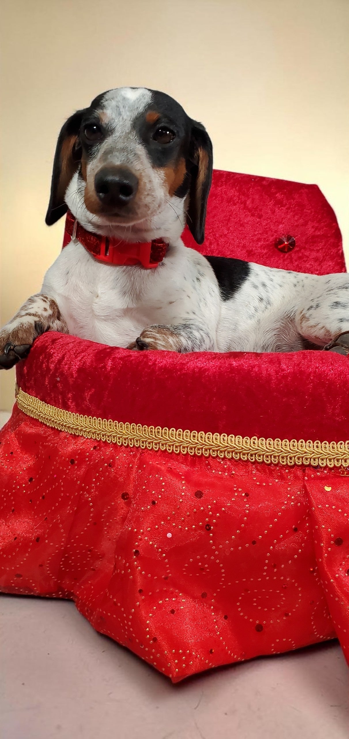 Royalty pet bed, velvet pet bed, royalty pet furniture, luxury red round pet bed