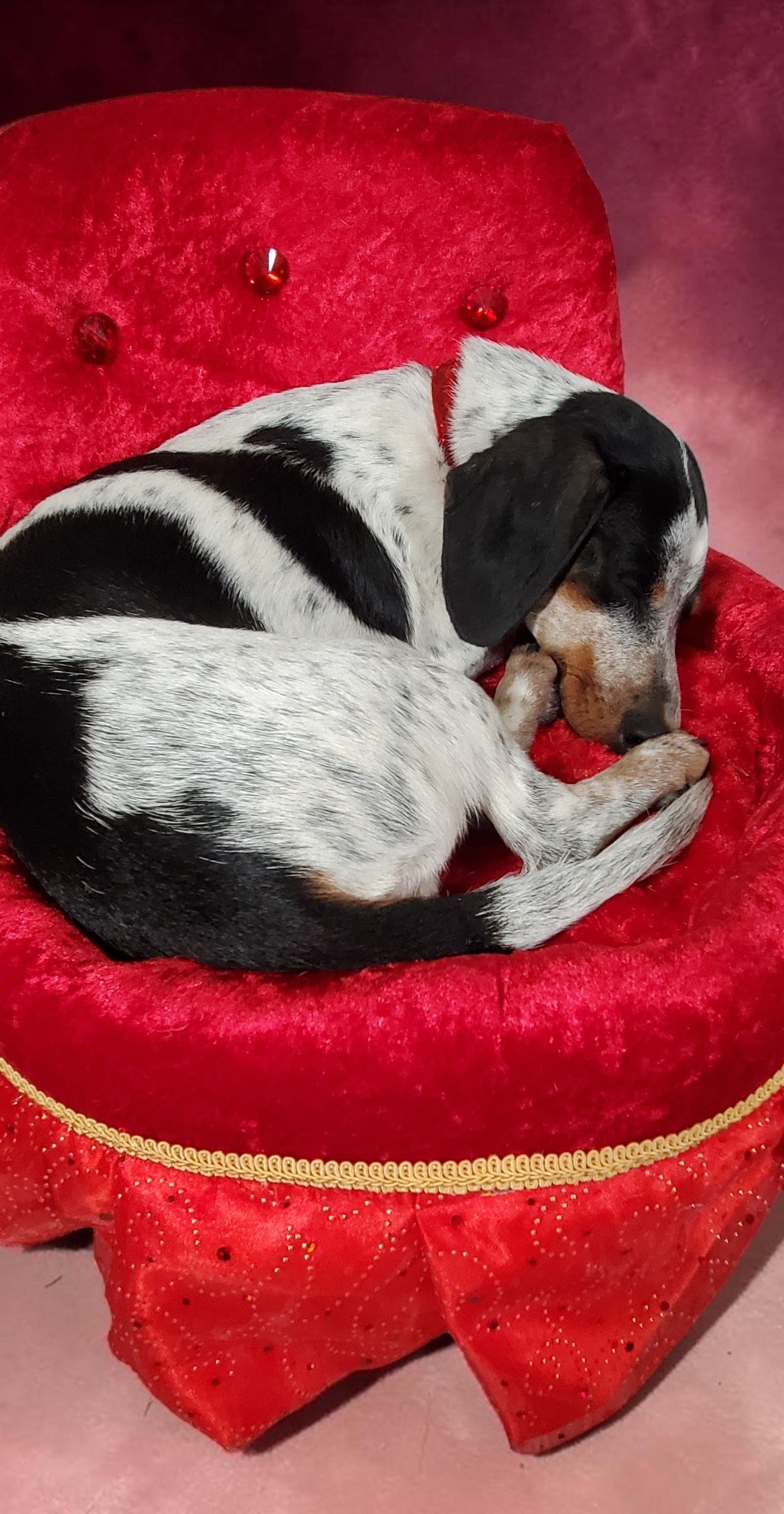 Royalty pet bed, velvet pet bed, royalty pet furniture, luxury red round pet bed