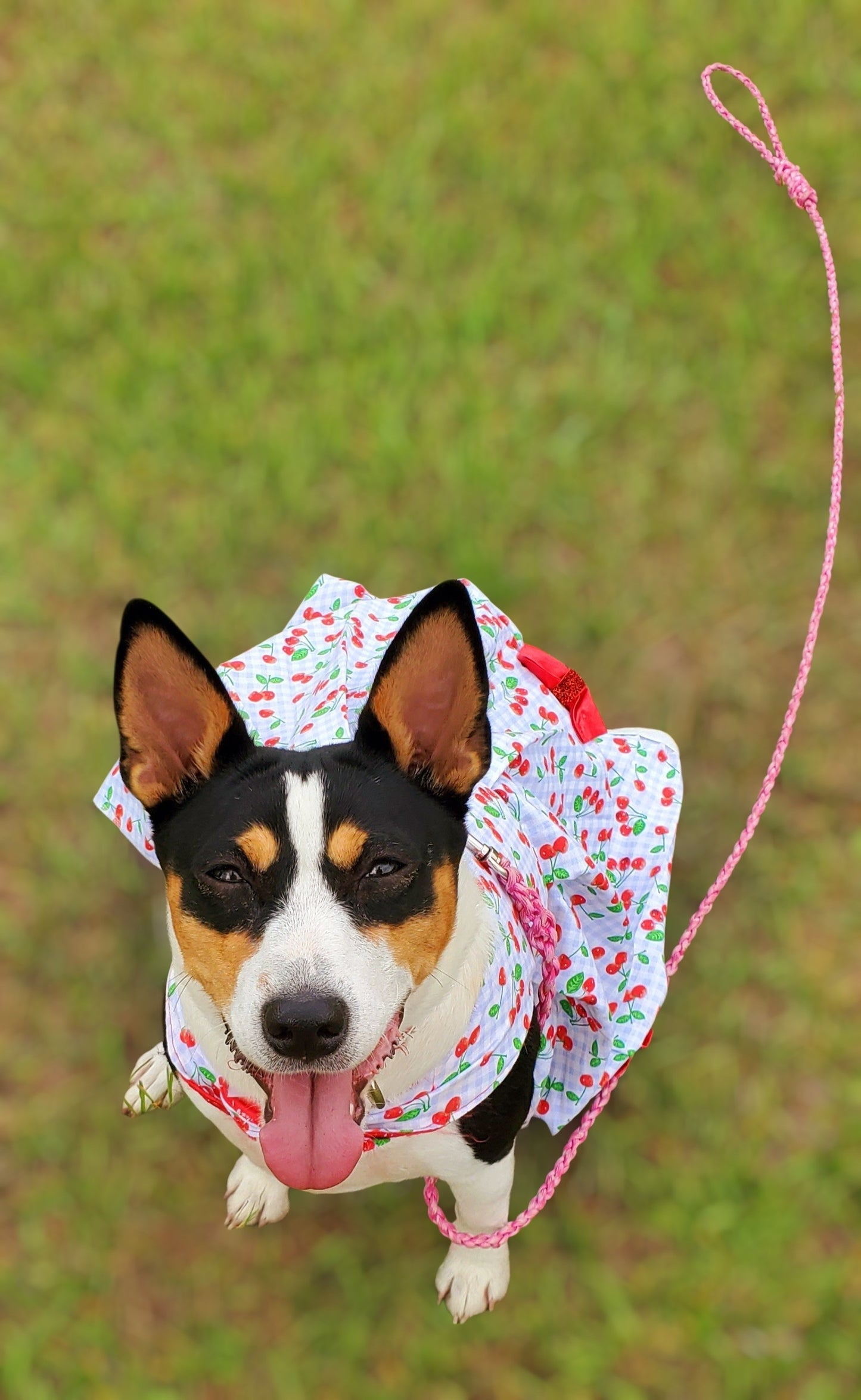 cherry dog Cherry pet dress, cherry cat dress, fruit pet dress, dog dresses, pet dress with cherries, dog dress with cherries