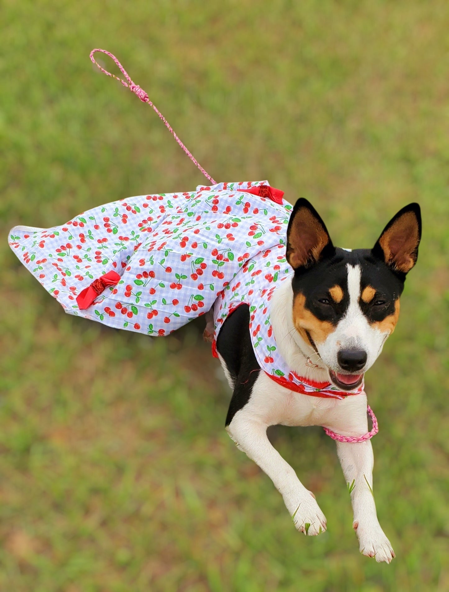 cherry dog Cherry pet dress, cherry cat dress, fruit pet dress, dog dresses, pet dress with cherries, dog dress with cherries