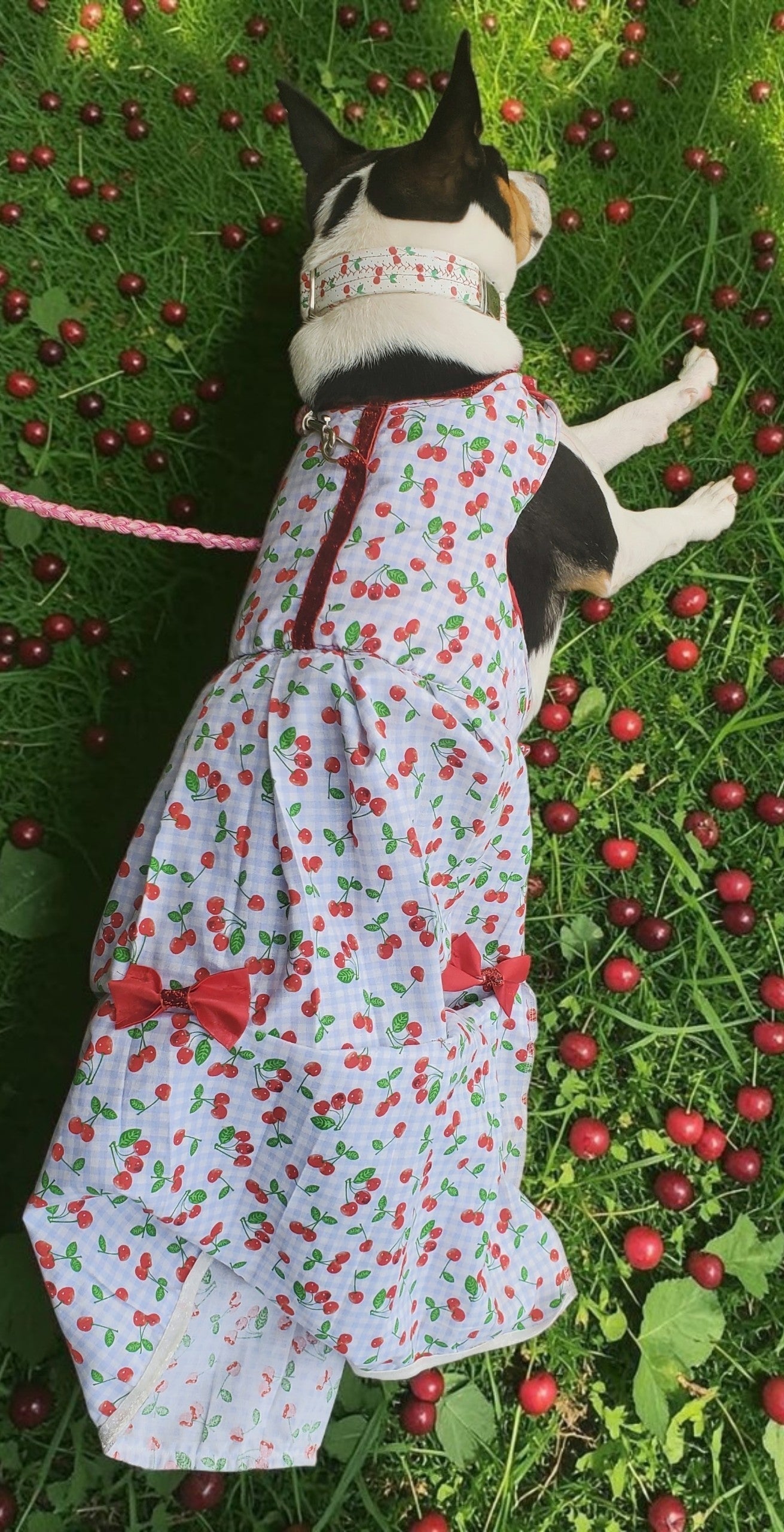 cherry dog Cherry pet dress, cherry cat dress, fruit pet dress, dog dresses, pet dress with cherries, dog dress with cherries