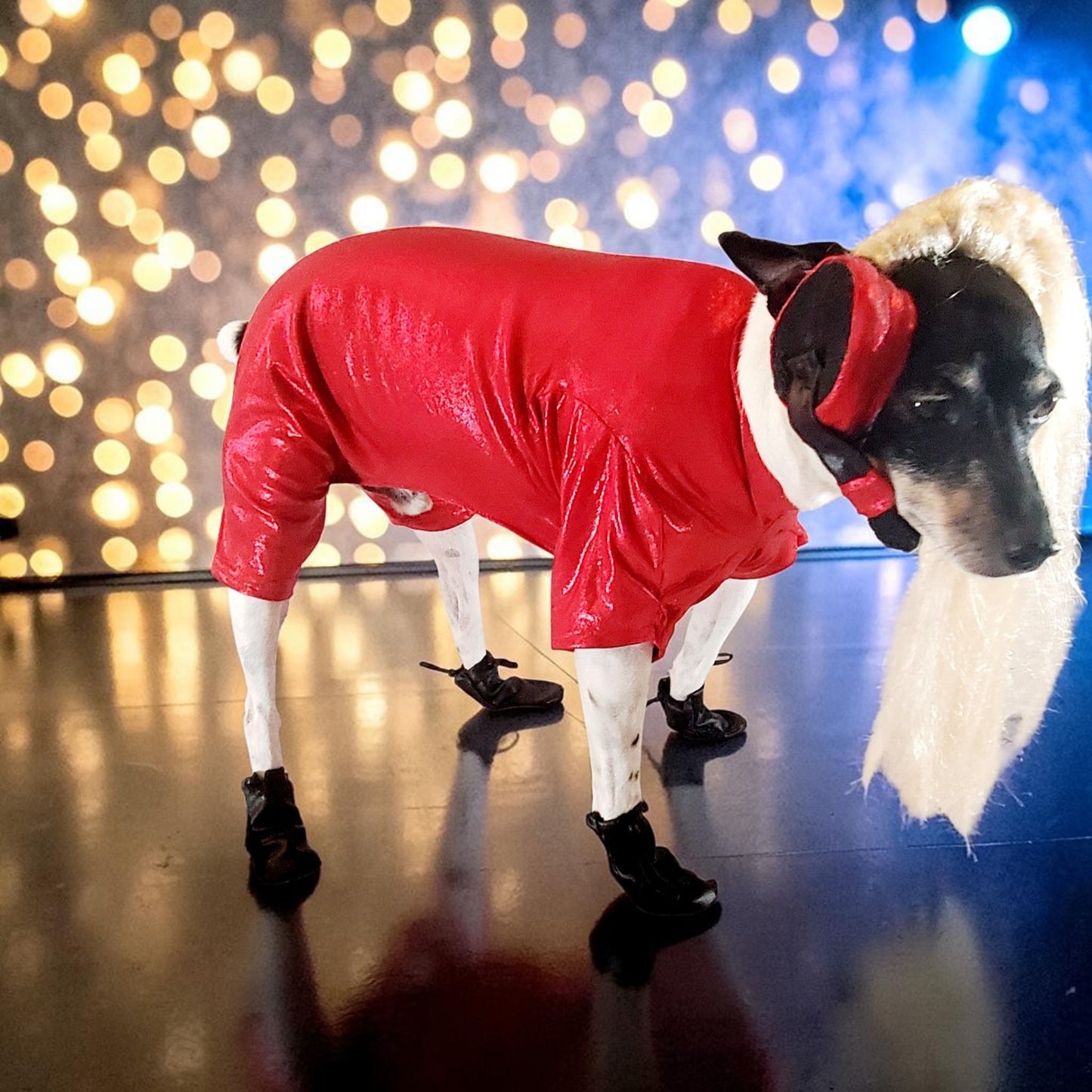 Pop Singer Britney Pet costume, Oops I did again pet costume, Britney Spears inspired pet costume
