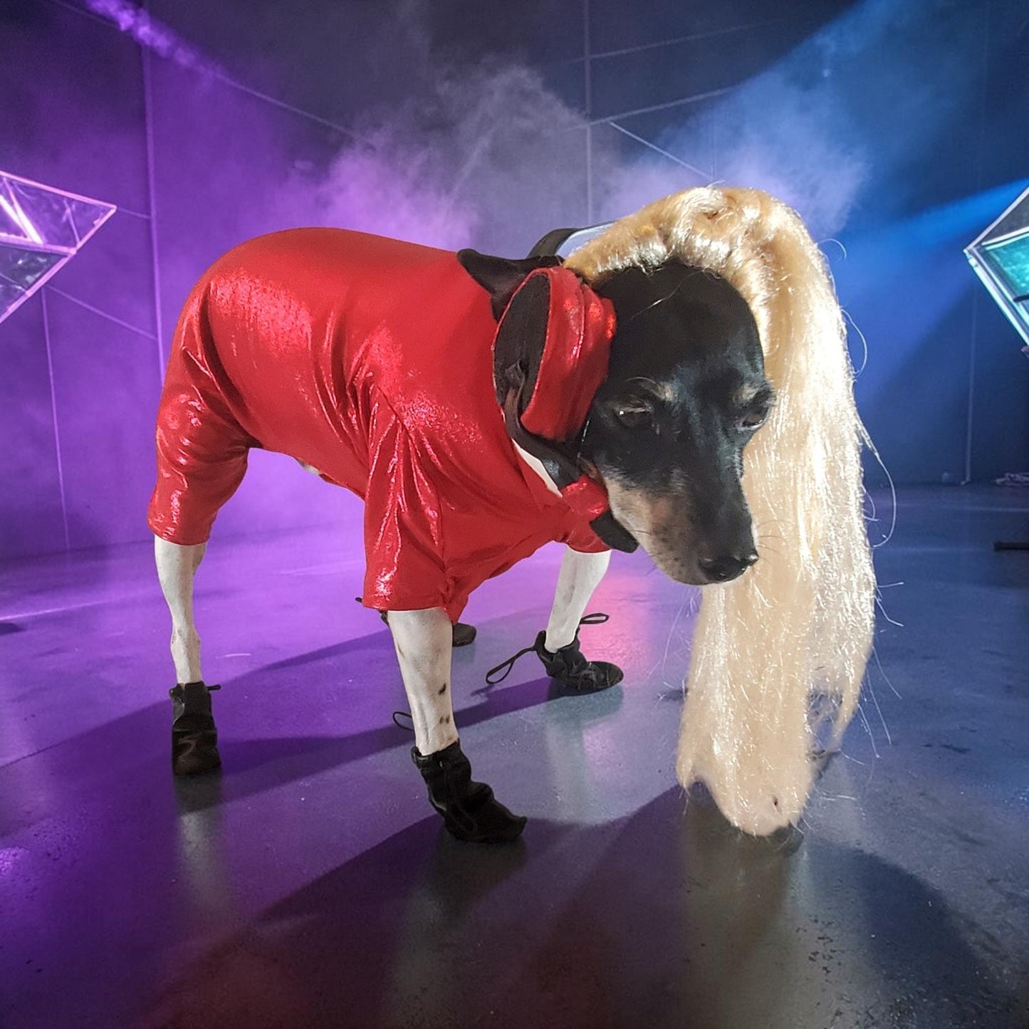 Pop Singer Britney Pet costume, Oops I did again pet costume, Britney Spears inspired pet costume