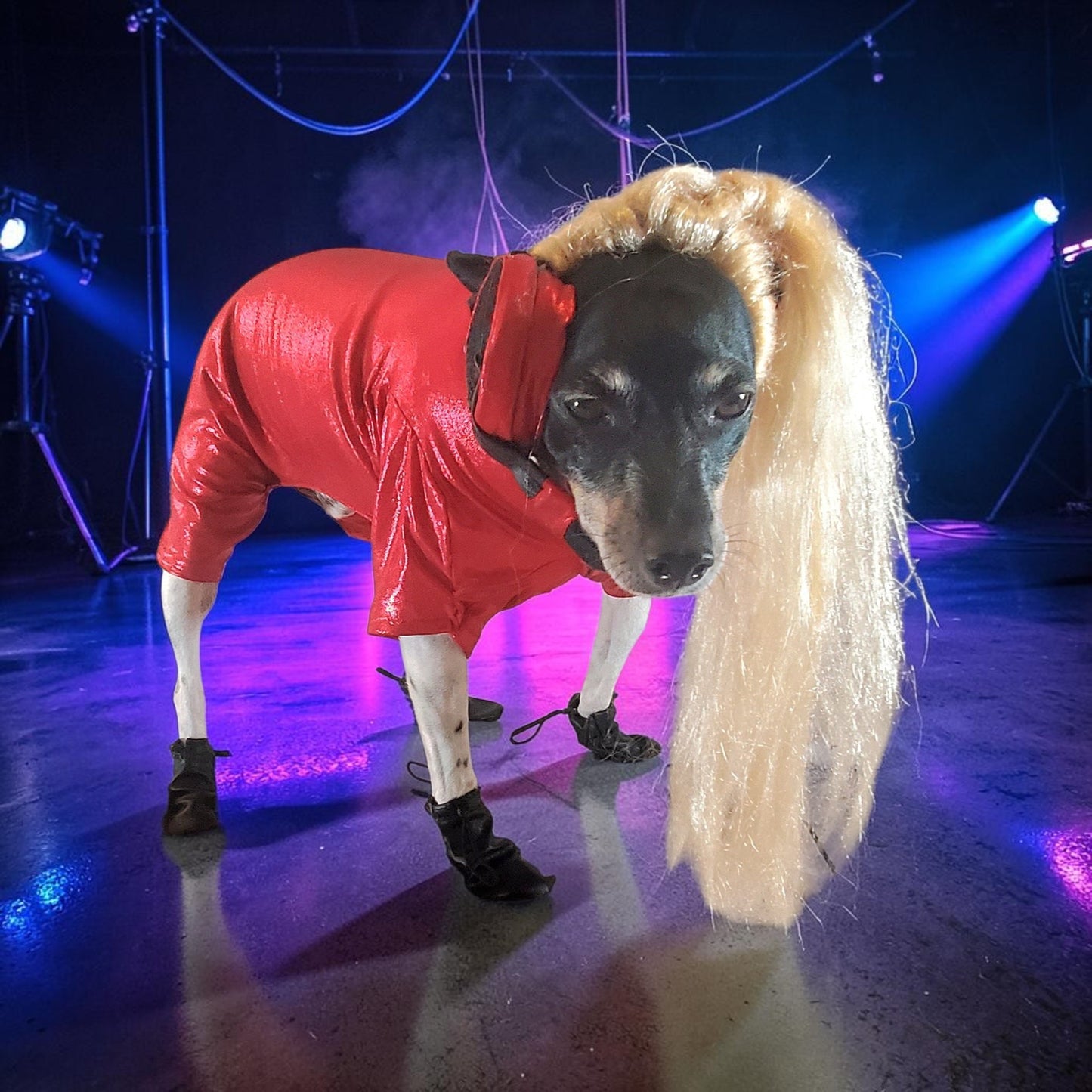 Pop Singer Britney Pet costume, Oops I did again pet costume, Britney Spears inspired pet costume