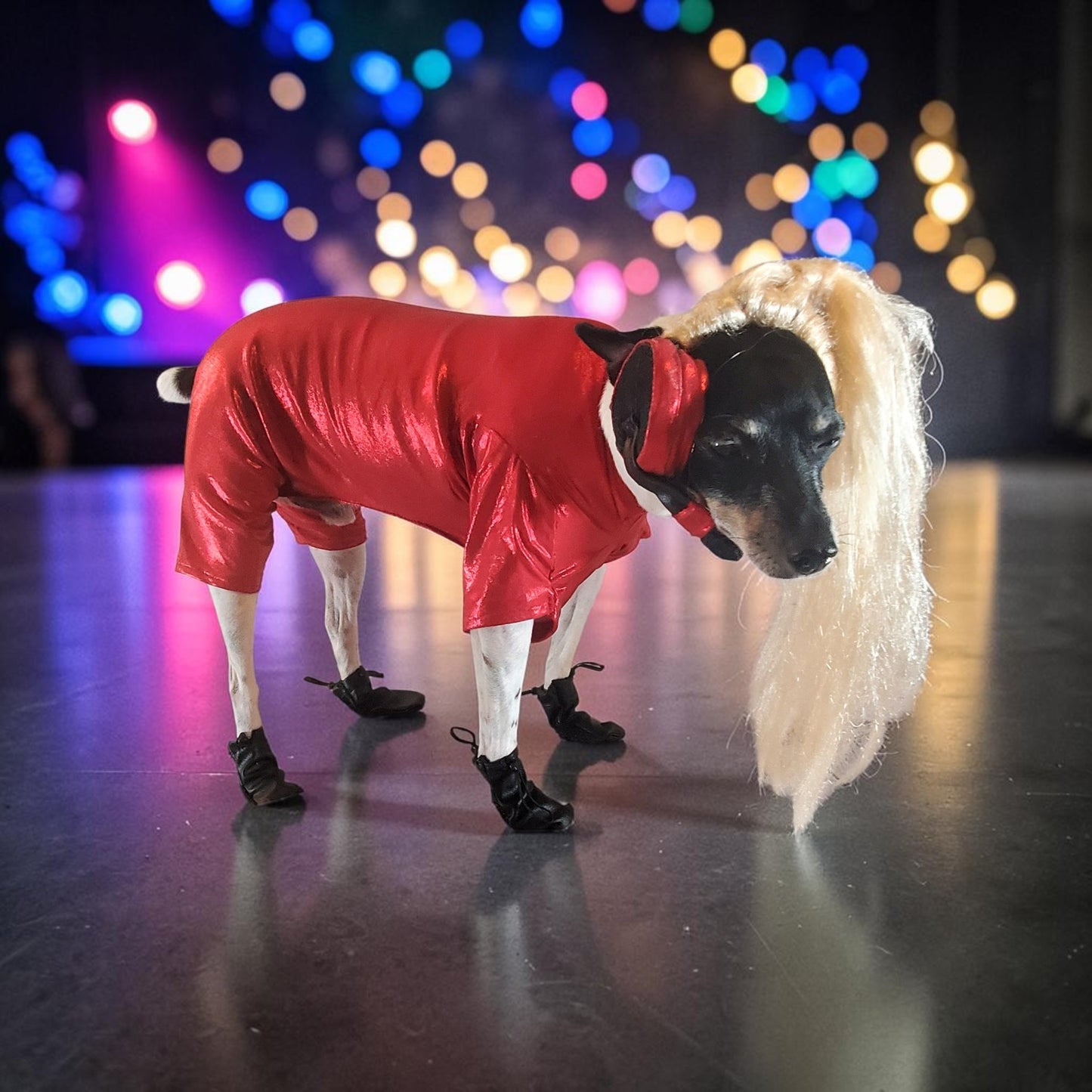 Pop Singer Britney Pet costume, Oops I did again pet costume, Britney Spears inspired pet costume