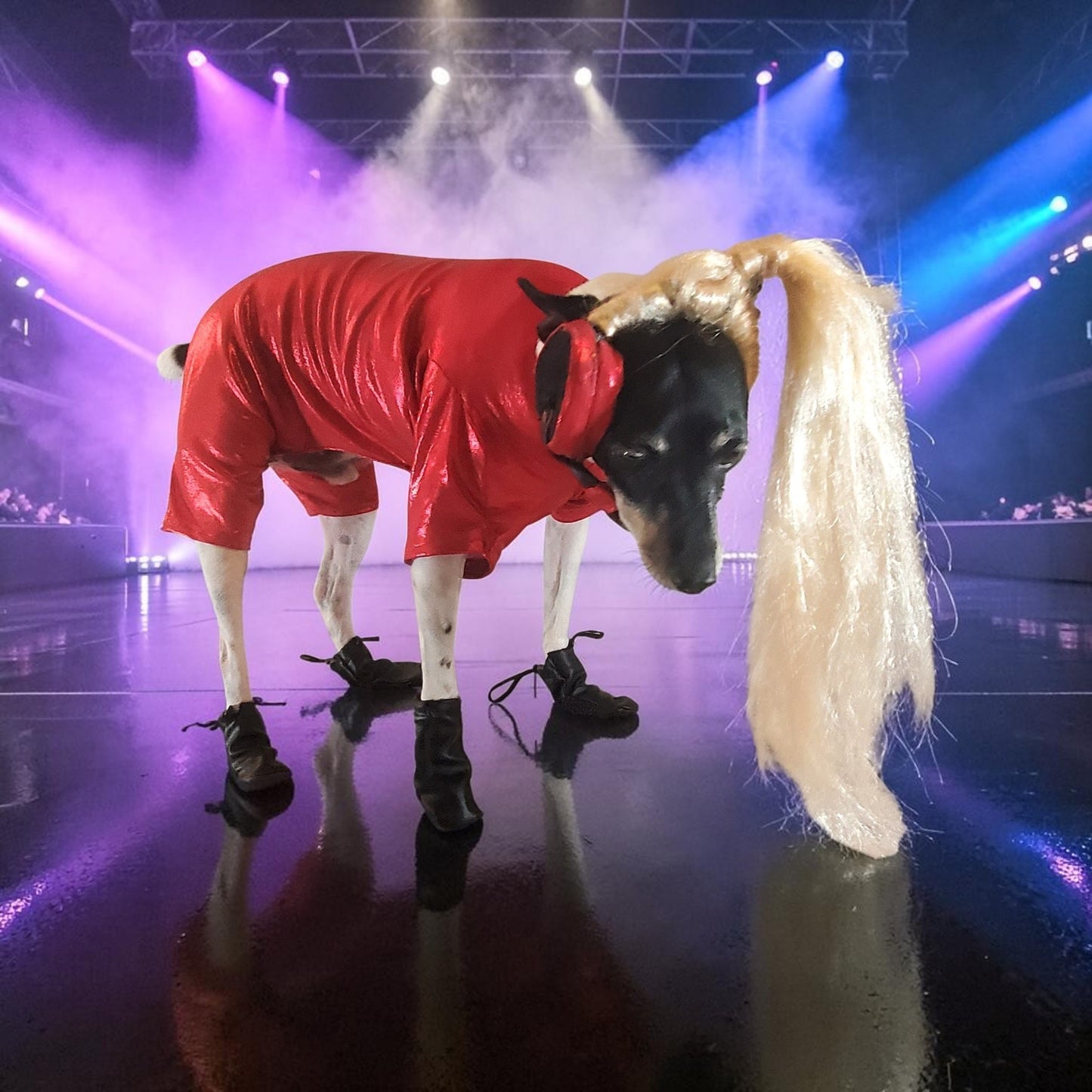 Pop Singer Britney Pet costume, Oops I did again pet costume, Britney Spears inspired pet costume