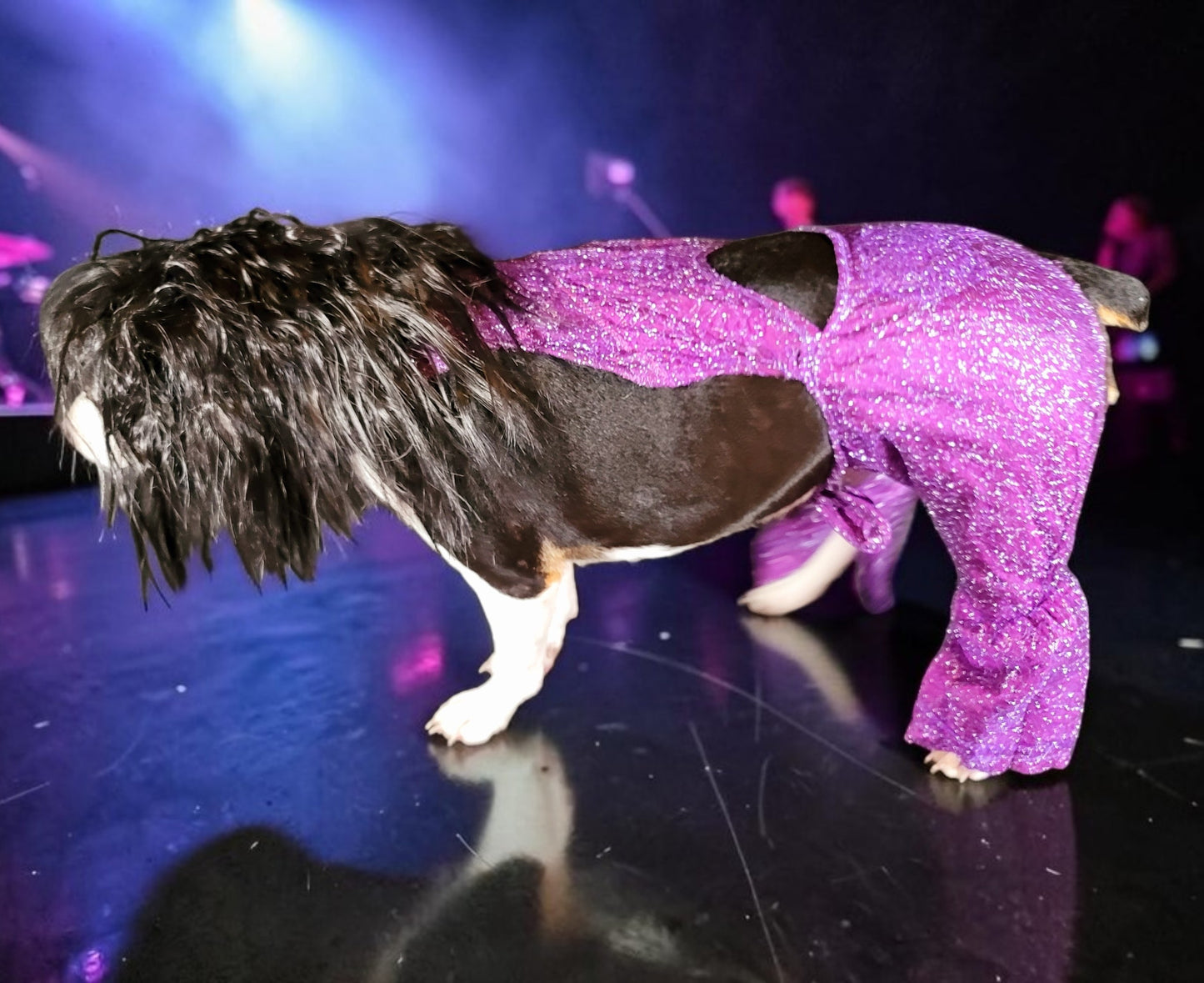 Selena replica Pet Costume, Selena Dog costume, Selena Iconic purple pet costume, Selena purple jumpsuit pet dog cat costume, wig selena