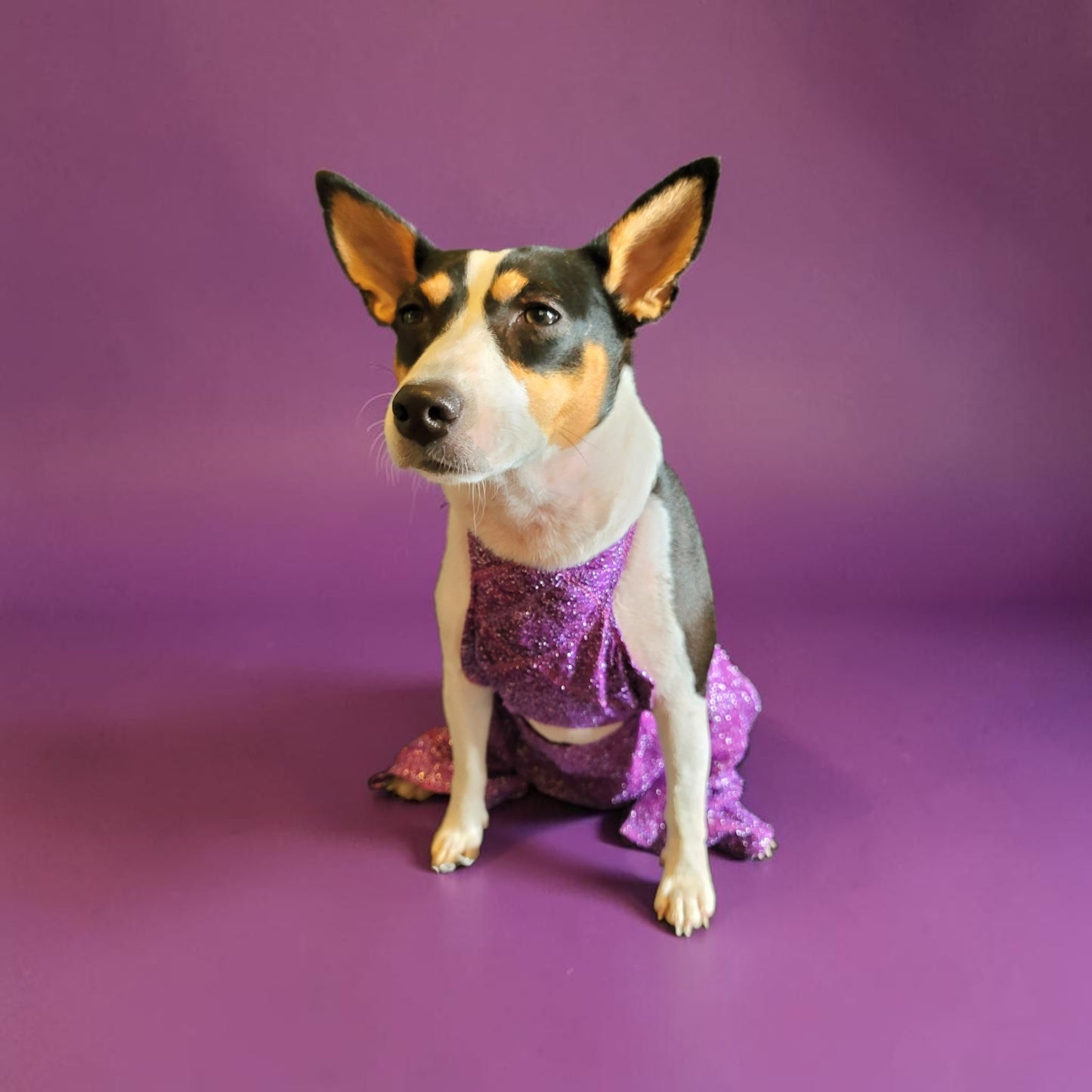 Selena replica Pet Costume, Selena Dog costume, Selena Iconic purple pet costume, Selena purple jumpsuit pet dog cat costume, wig selena