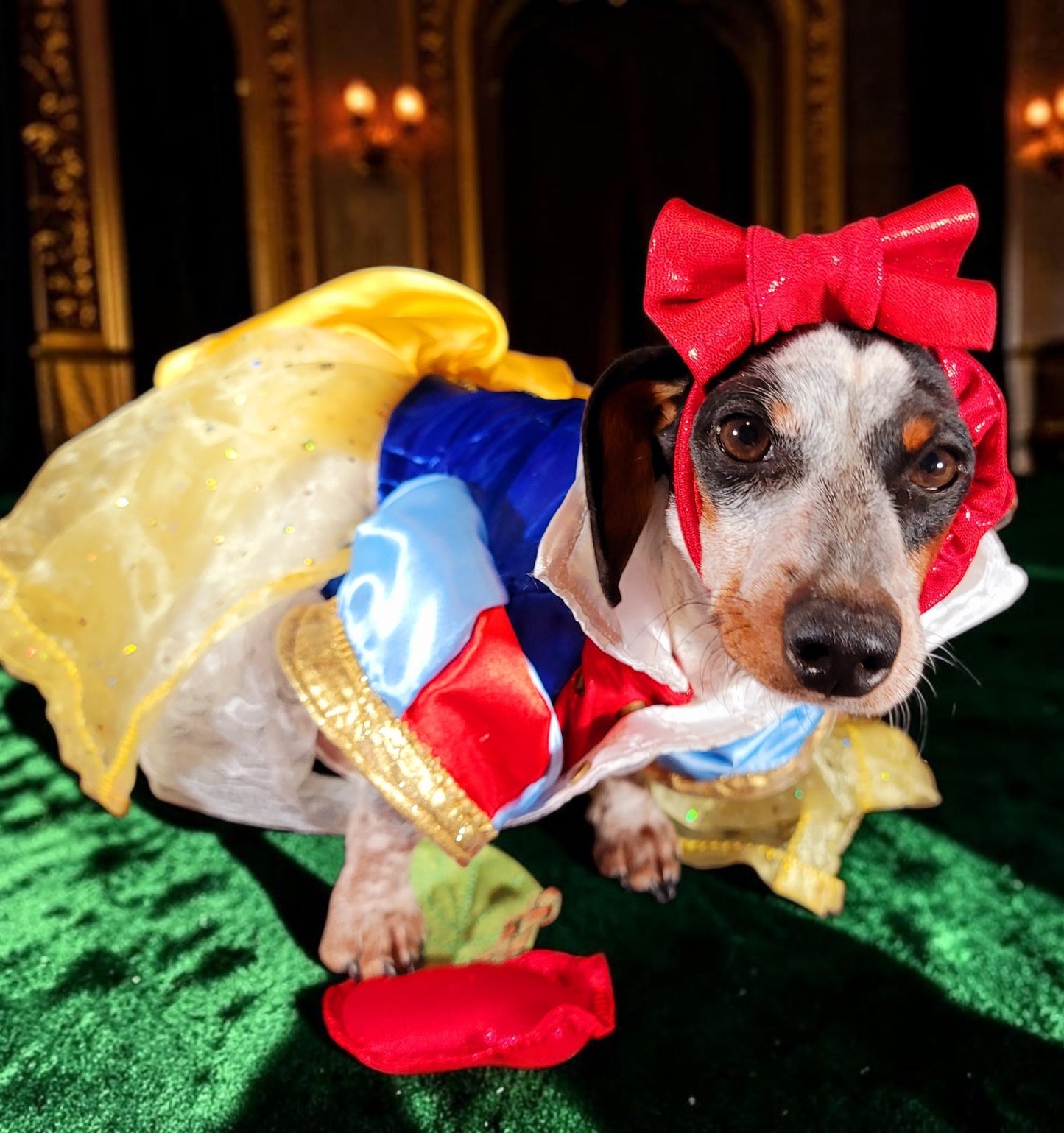 Snow White Pet Costume, Snow White Dog Costume, Snow White Cat Costume