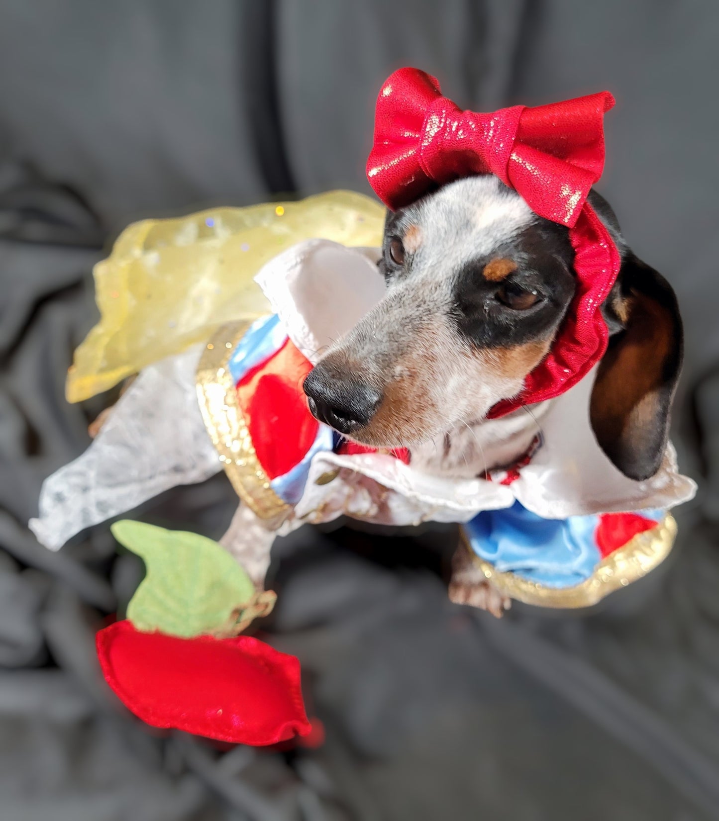 Snow White Pet Costume, Snow White Dog Costume, Snow White Cat Costume