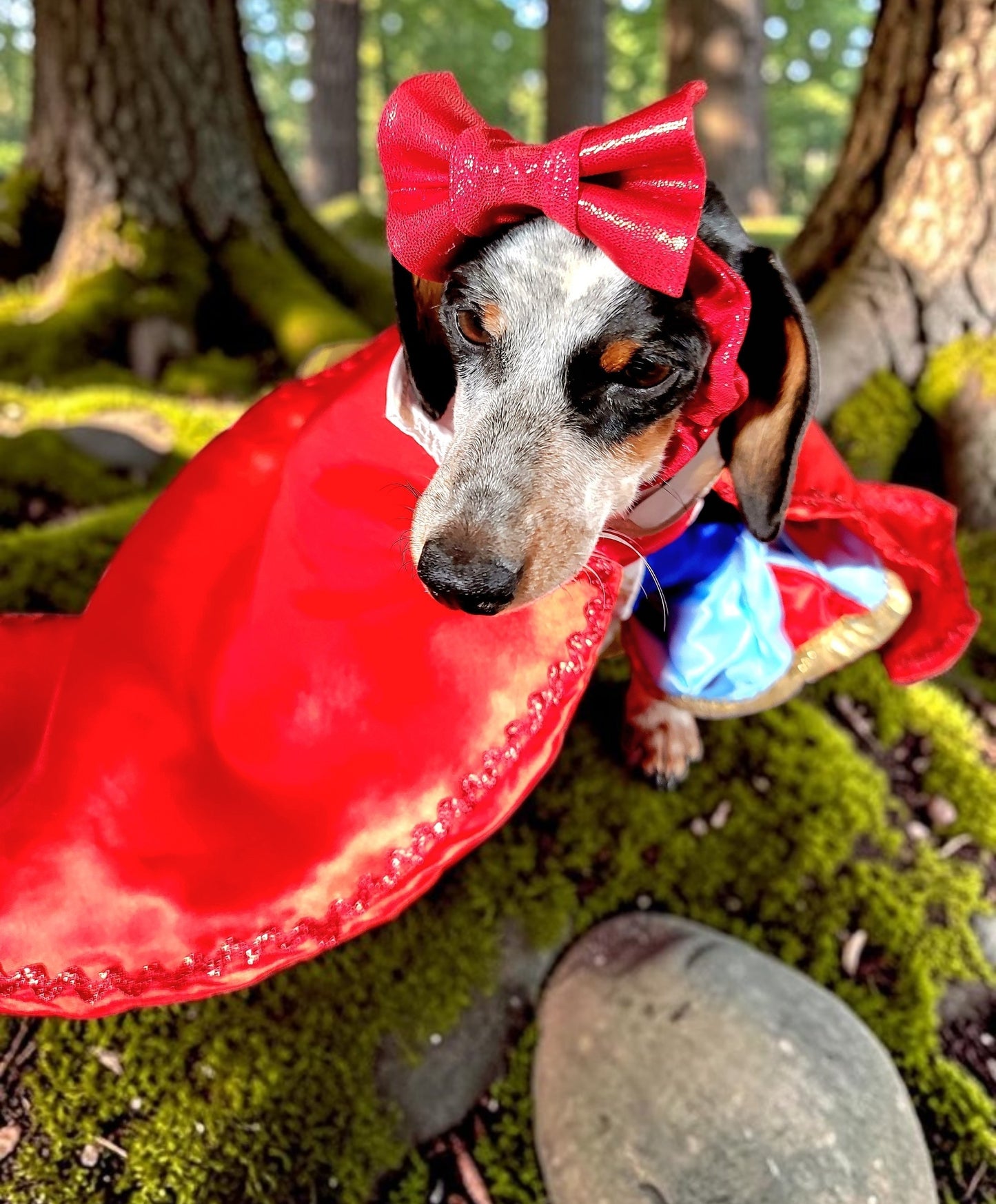 Snow White Pet Costume, Snow White Dog Costume, Snow White Cat Costume