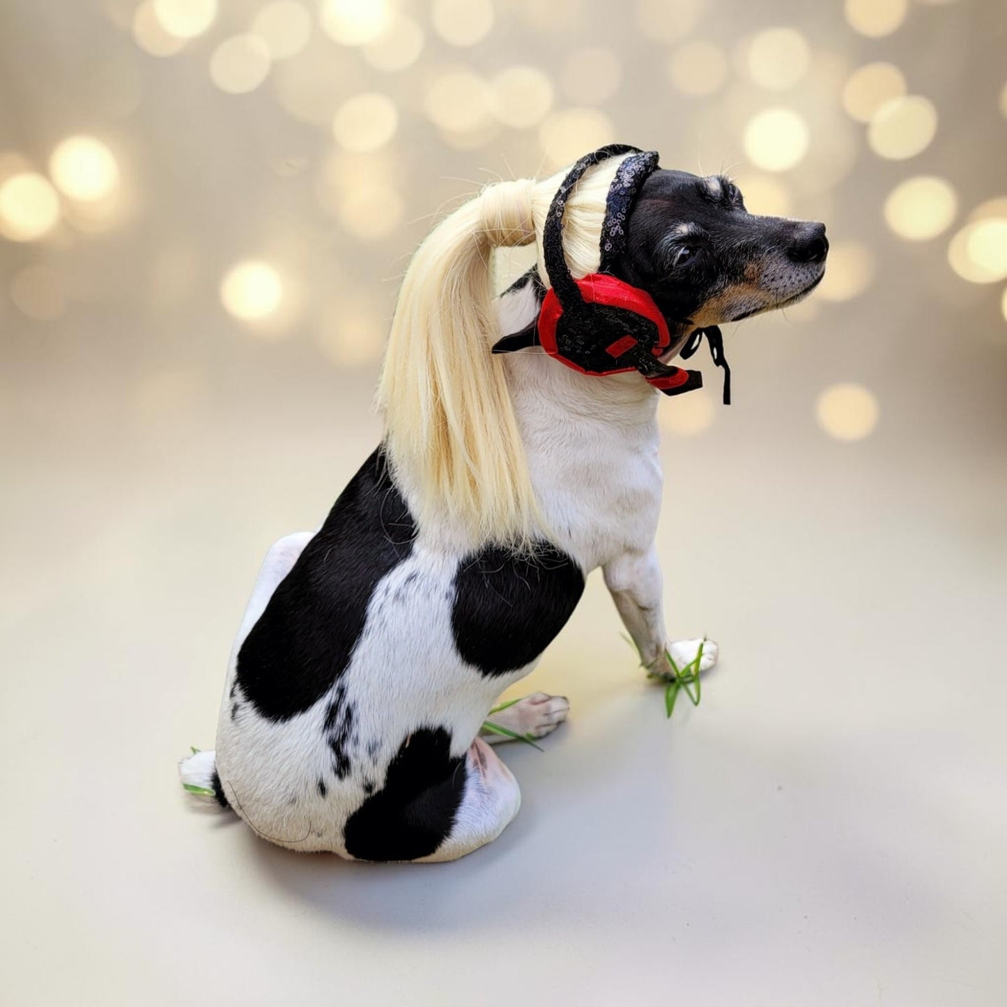 Pet Wigs, dog wigs, cat wigs, wigs for pets, Halloween Pet wigs, blond pet wig, brown pet wig, black pet wig, ponytail pet wig, wigs for dog