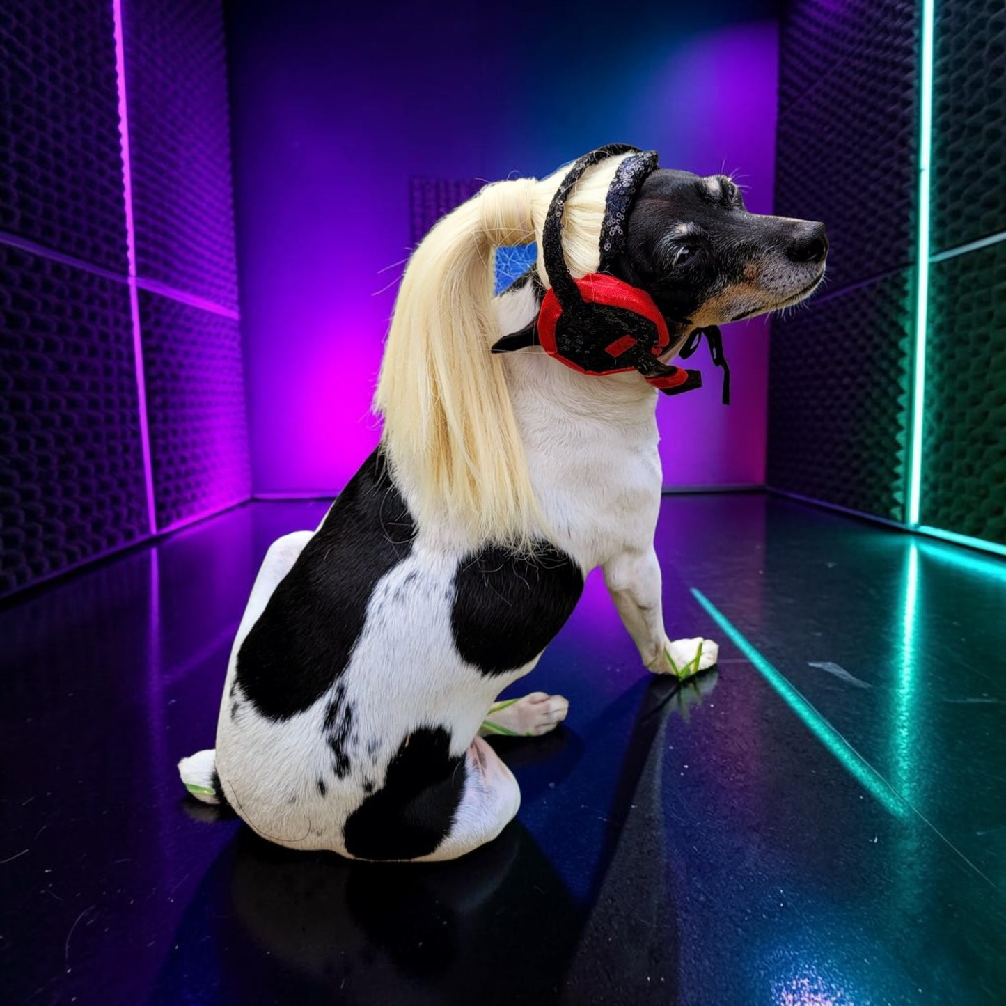 Pop Singer Britney Pet costume, Oops I did again pet costume, Britney Spears inspired pet costume