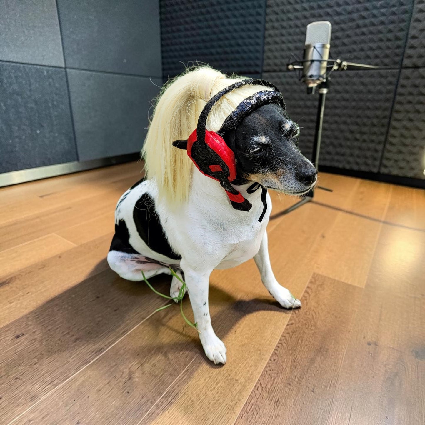 Pop Singer Britney Pet costume, Oops I did again pet costume, Britney Spears inspired pet costume