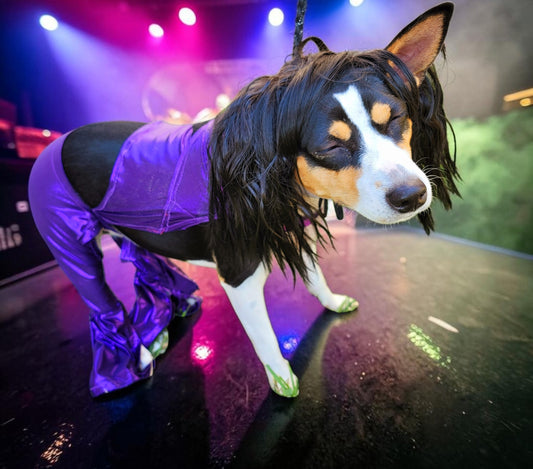 Selena replica Pet Costume, Selena Dog costume, Selena Iconic purple pet costume, Selena purple jumpsuit pet dog cat costume, wig selena
