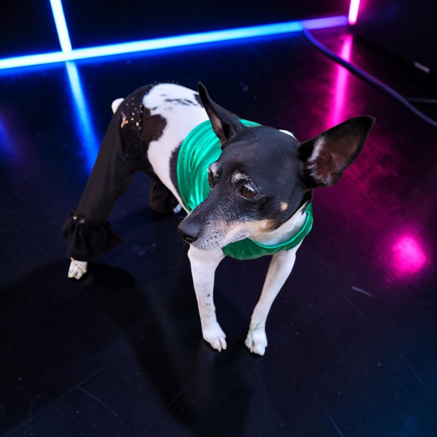 Britney Spears pet costume replica, Britney 'crazy' pet costume, Britney Green pet costume, Britney dog costume, Britney spears cat costume