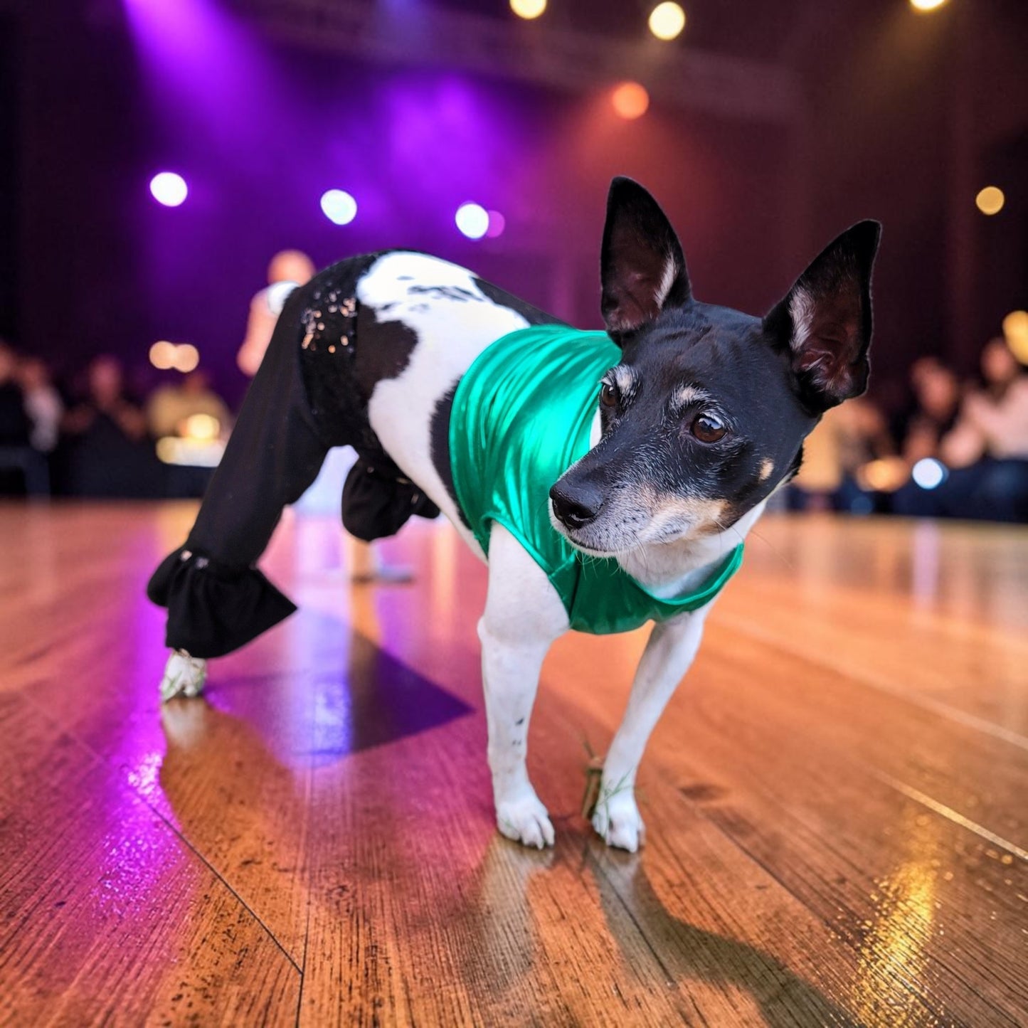 Britney Spears pet costume replica, Britney 'crazy' pet costume, Britney Green pet costume, Britney dog costume, Britney spears cat costume