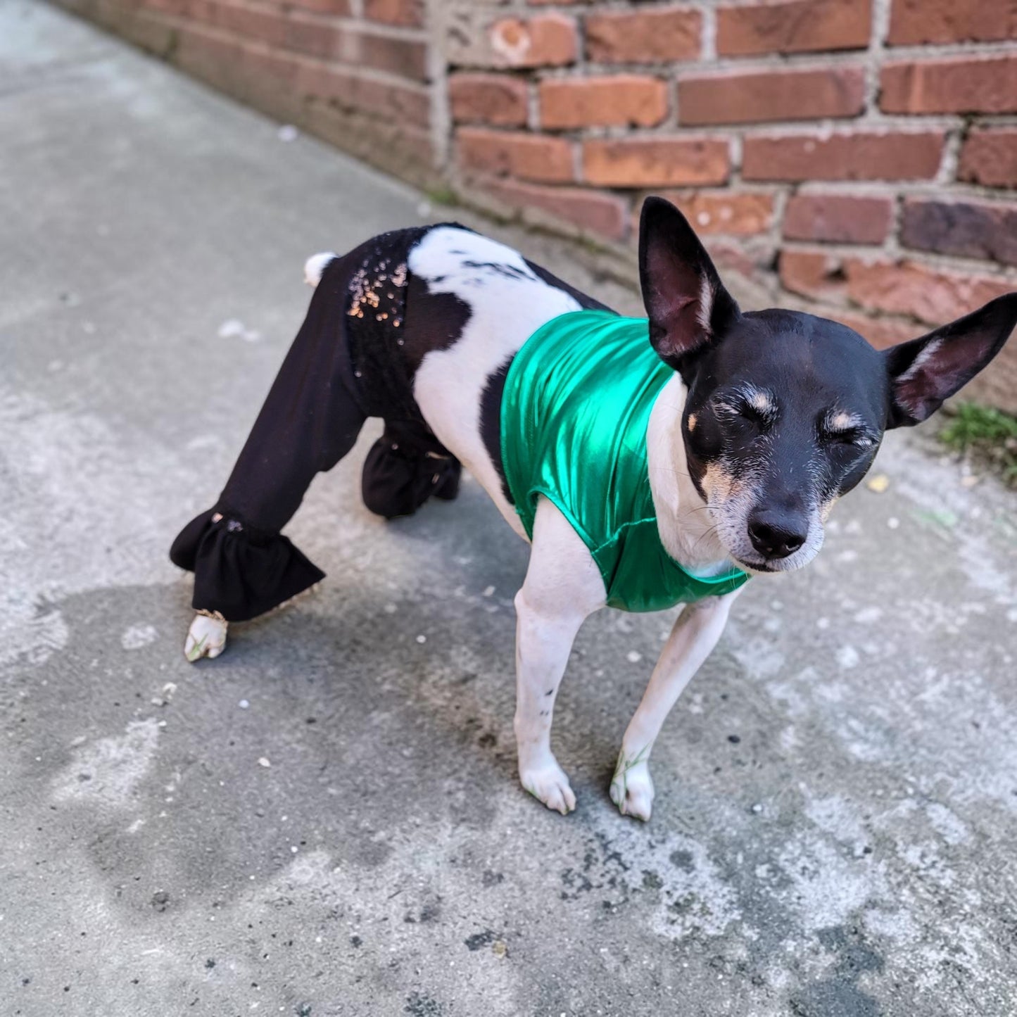 Britney Spears pet costume replica, Britney 'crazy' pet costume, Britney Green pet costume, Britney dog costume, Britney spears cat costume