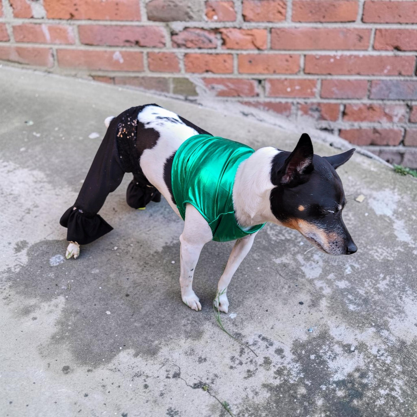 Britney Spears pet costume replica, Britney 'crazy' pet costume, Britney Green pet costume, Britney dog costume, Britney spears cat costume