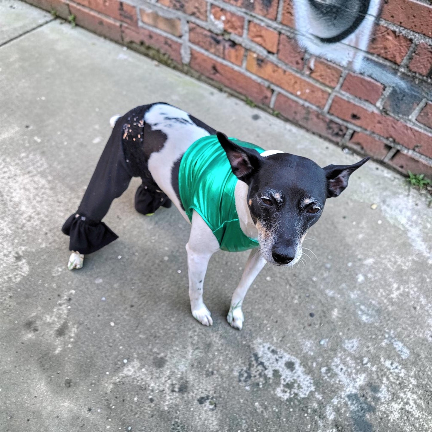 Britney Spears pet costume replica, Britney 'crazy' pet costume, Britney Green pet costume, Britney dog costume, Britney spears cat costume