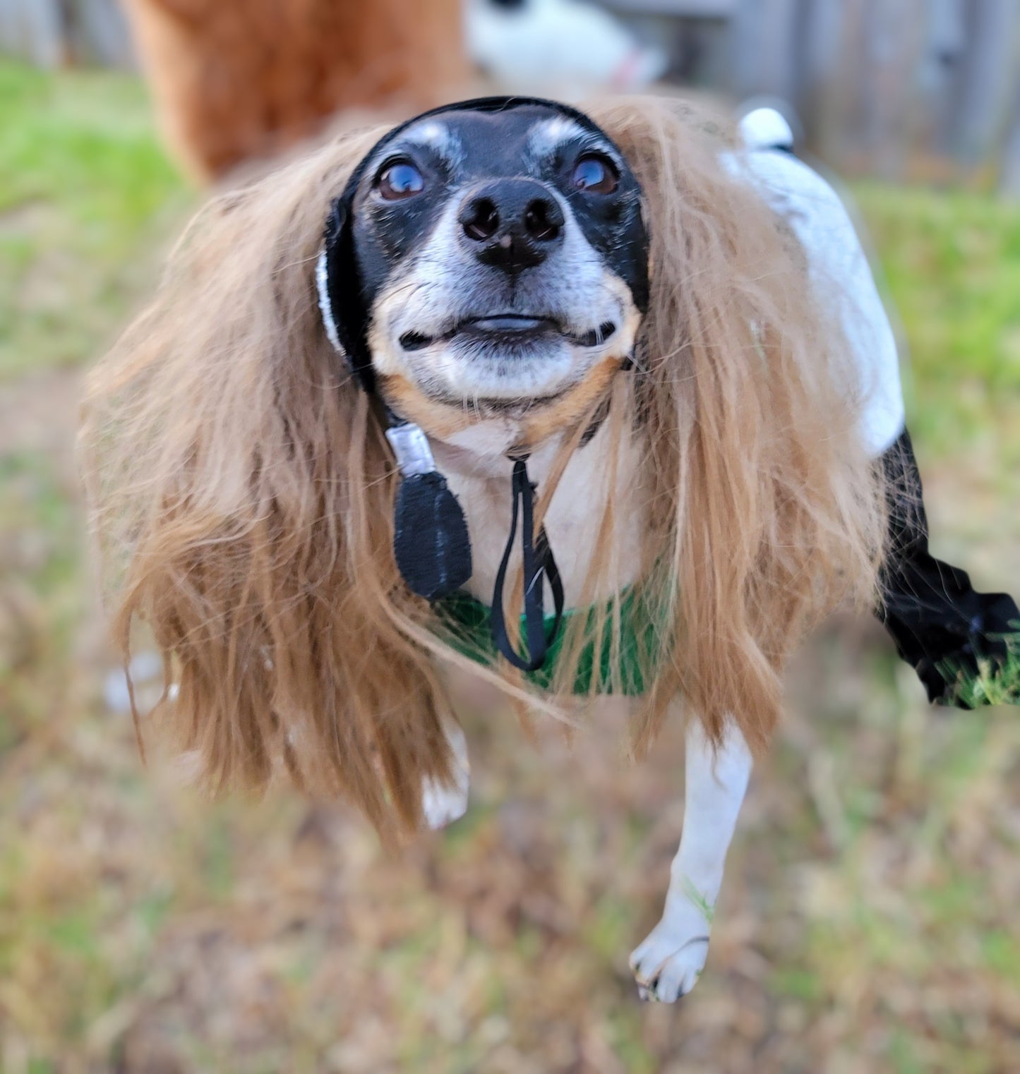 Britney Spears pet costume replica, Britney 'crazy' pet costume, Britney Green pet costume, Britney dog costume, Britney spears cat costume