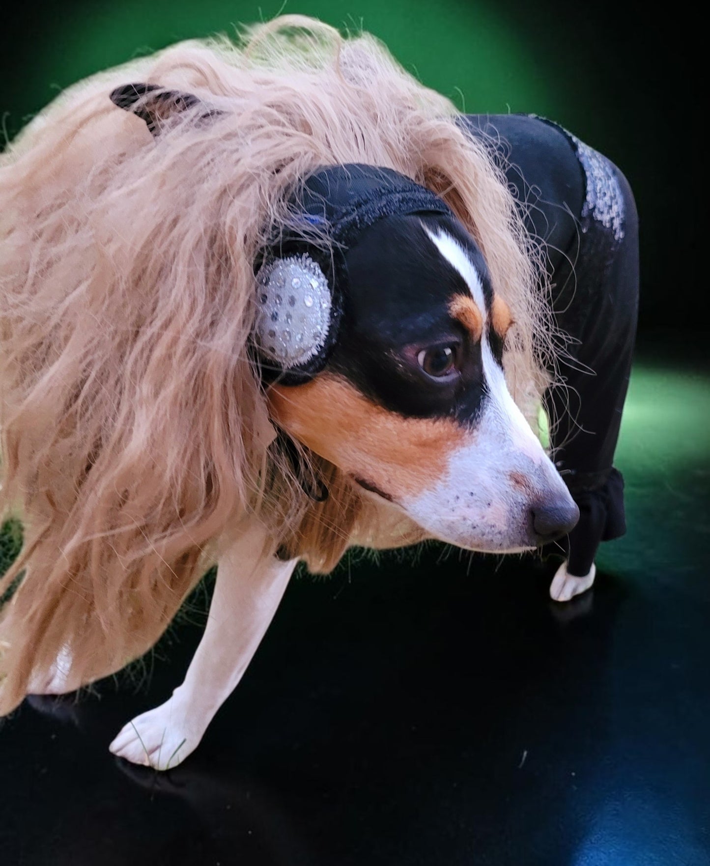 Britney Spears pet costume replica, Britney 'crazy' pet costume, Britney Green pet costume, Britney dog costume, Britney spears cat costume