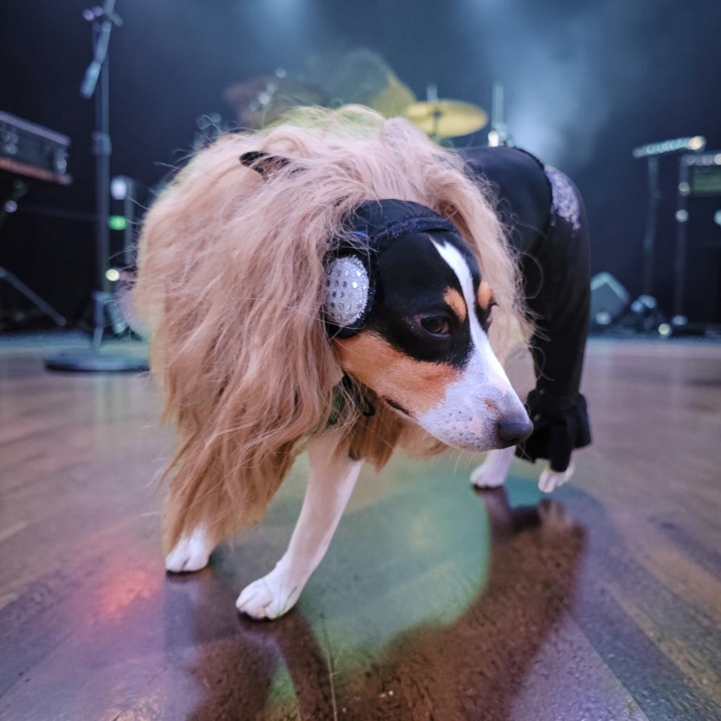 Britney Spears pet costume replica, Britney 'crazy' pet costume, Britney Green pet costume, Britney dog costume, Britney spears cat costume