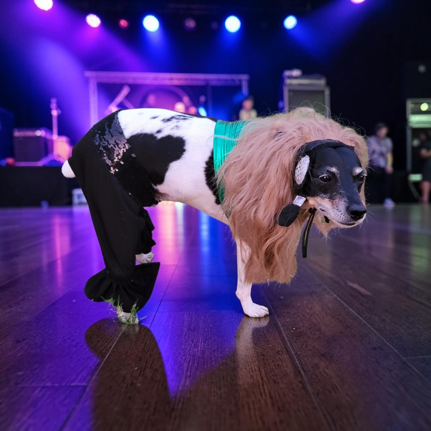 Britney Spears pet costume replica, Britney 'crazy' pet costume, Britney Green pet costume, Britney dog costume, Britney spears cat costume